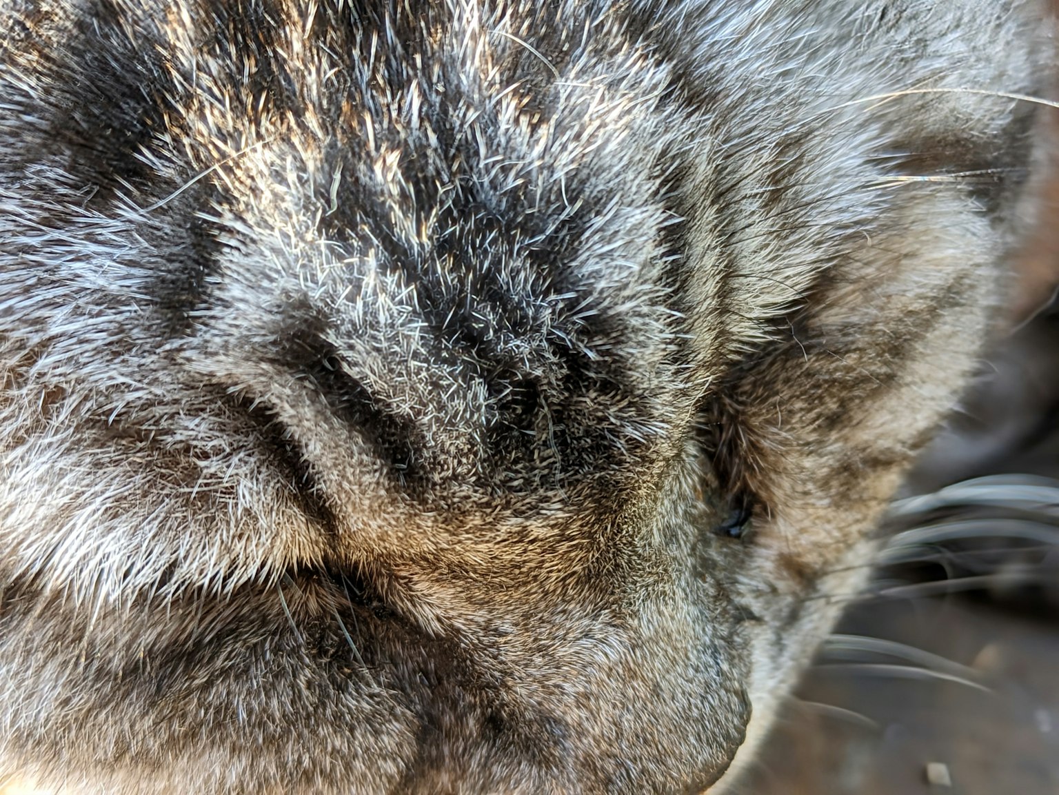 猫毛的特写展示了详细的图案