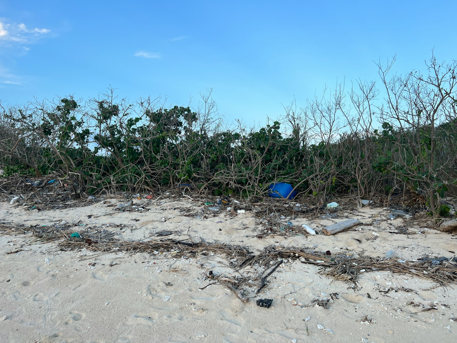 Pemandangan dengan pohon mati dan sampah di pantai berpasir
