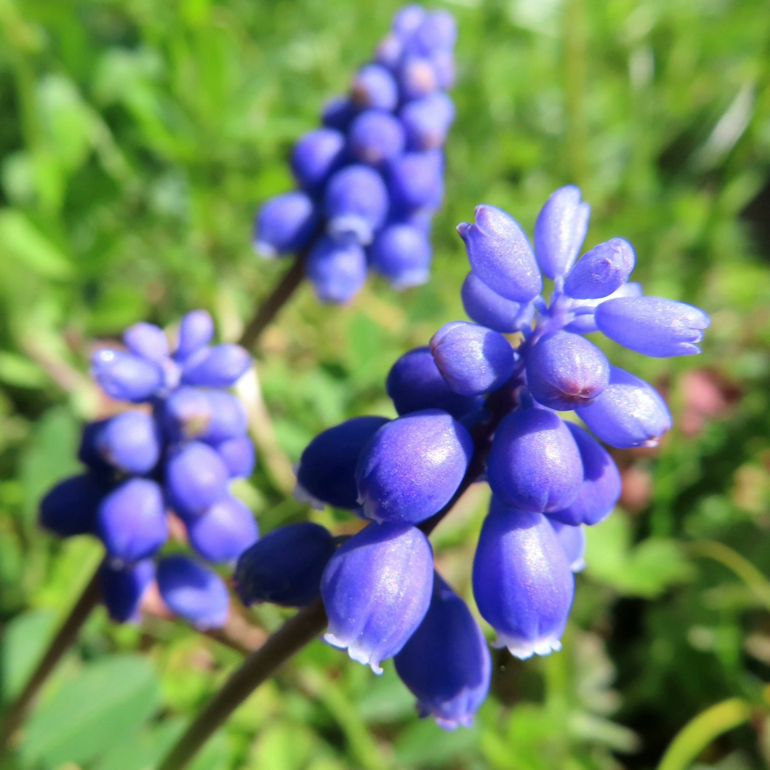 紫色花卉植物的特写
