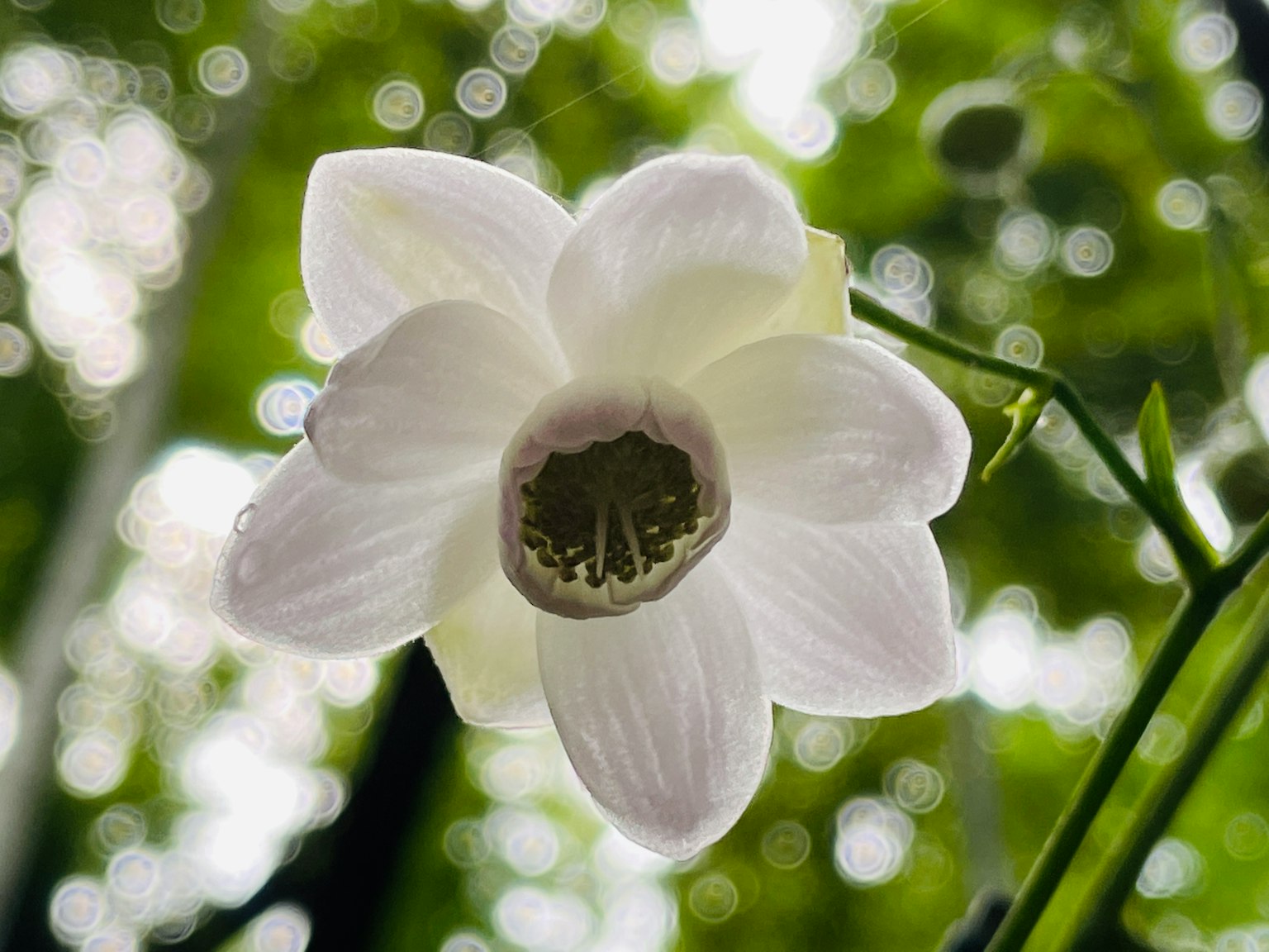 Un fiore bianco con uno sfondo verde