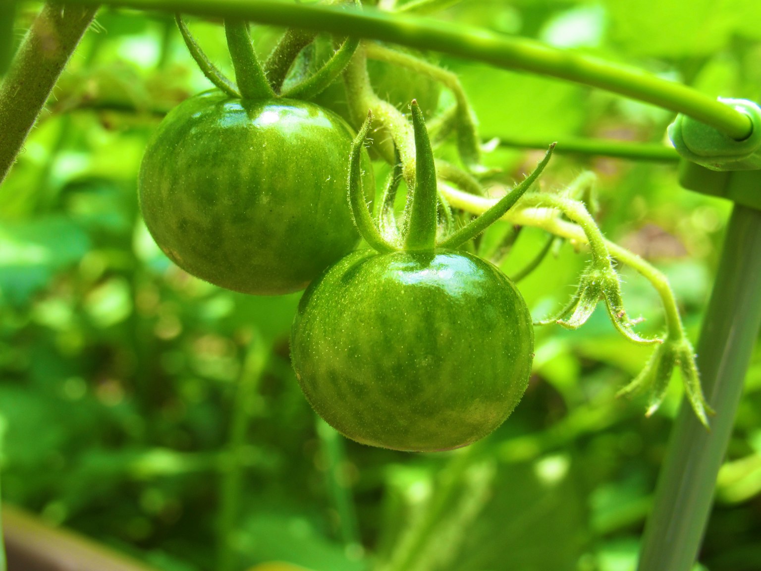 Deux tomates vertes non mûres suspendues à une tige