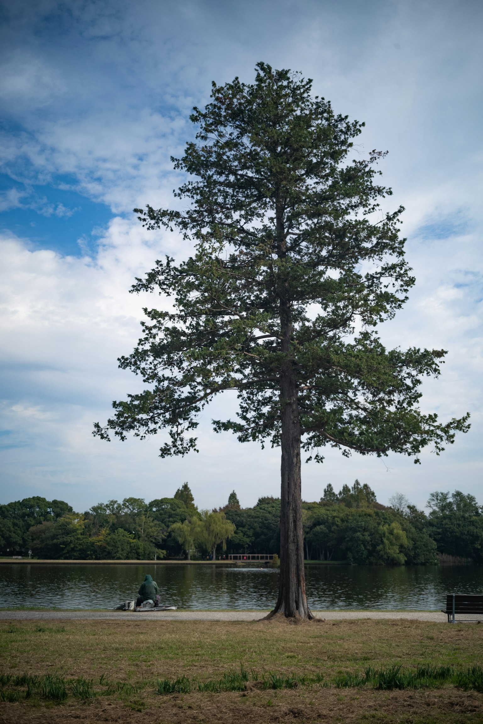 Alto albero vicino a un lago con uno sfondo panoramico