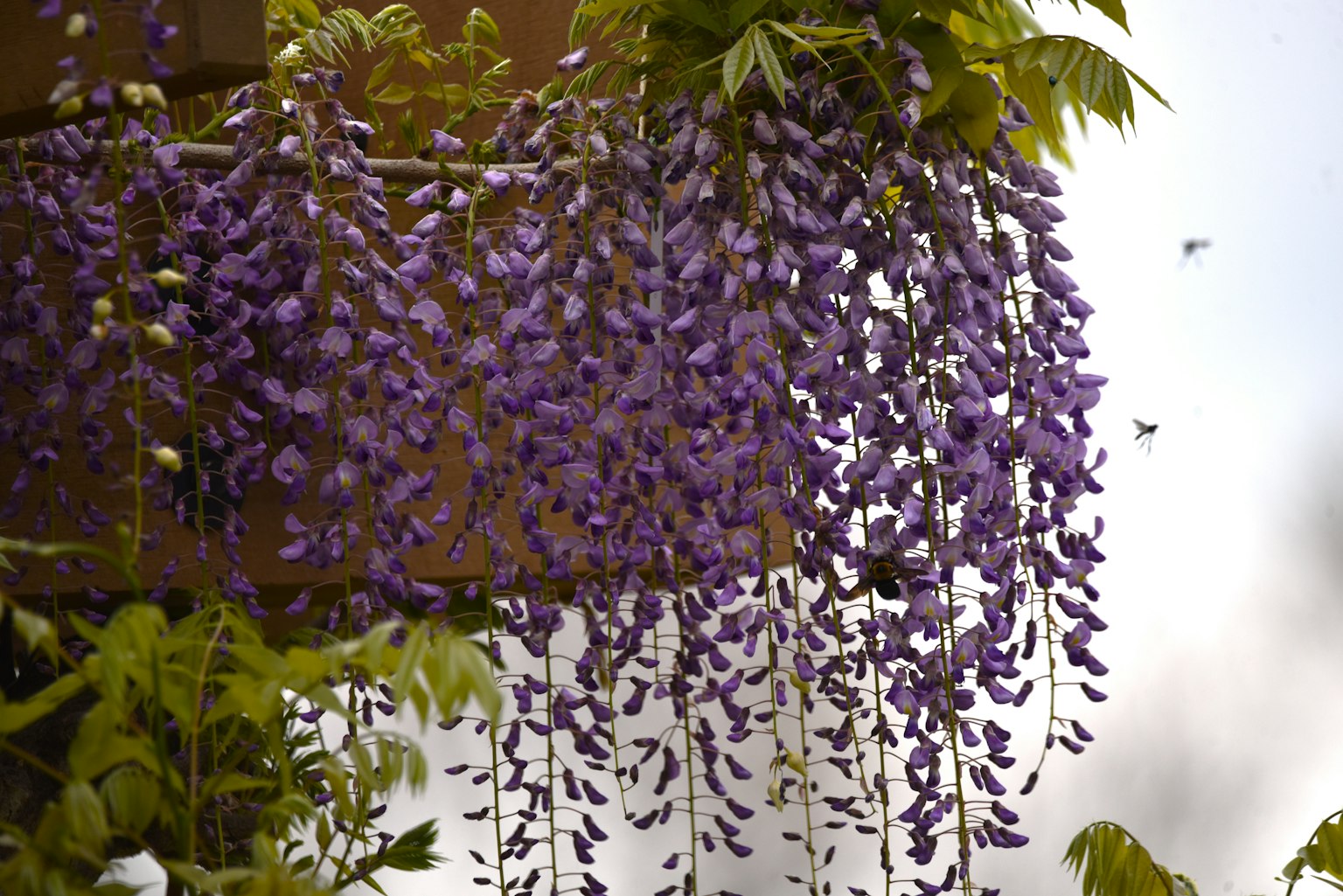 ดอกวิสทีเรียสีม่วงที่สวยงามห้อยลงมา