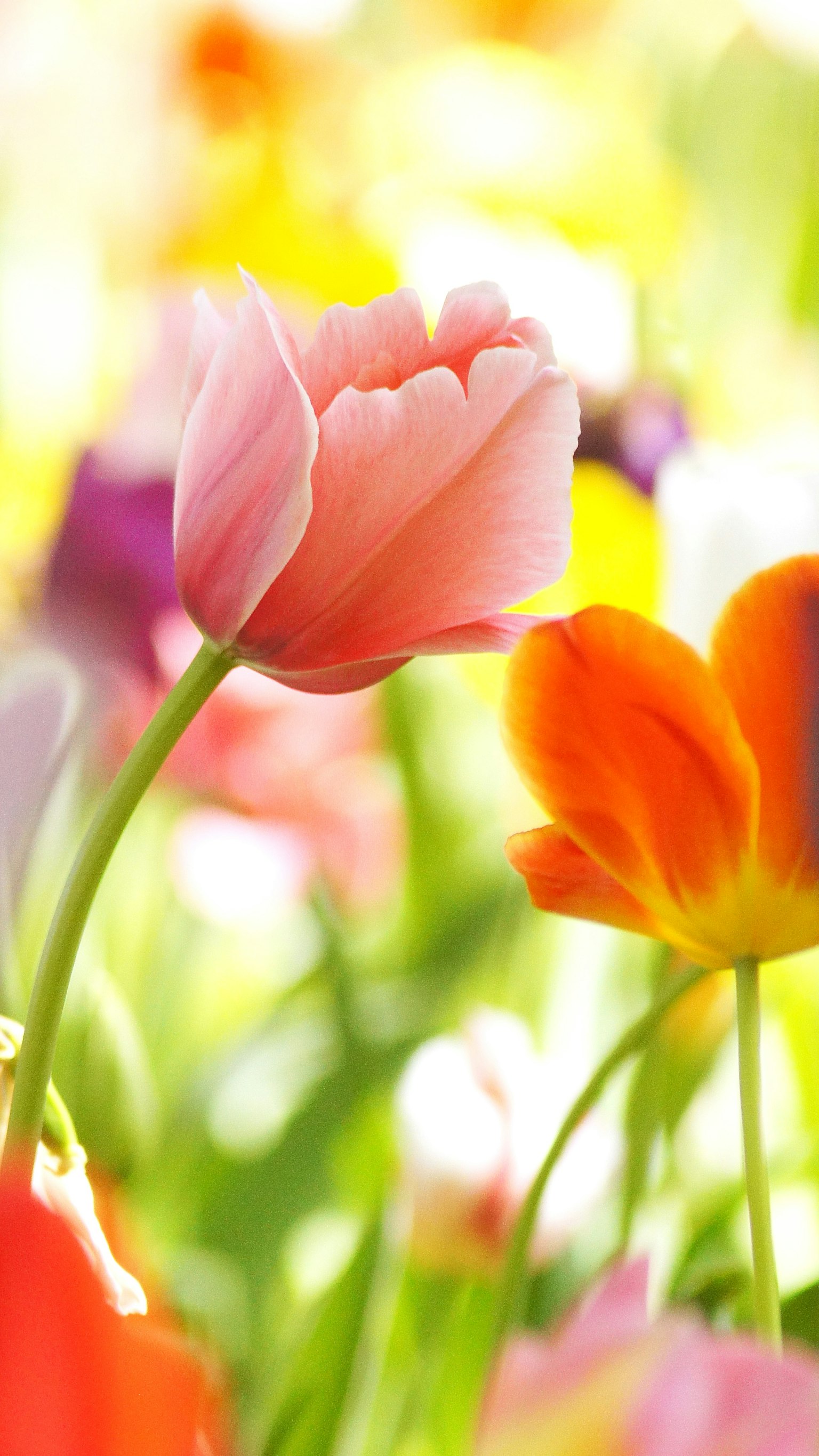 Ein lebhaftes Feld bunter Tulpen mit einer hervorgehobenen rosa Tulpe im Vordergrund