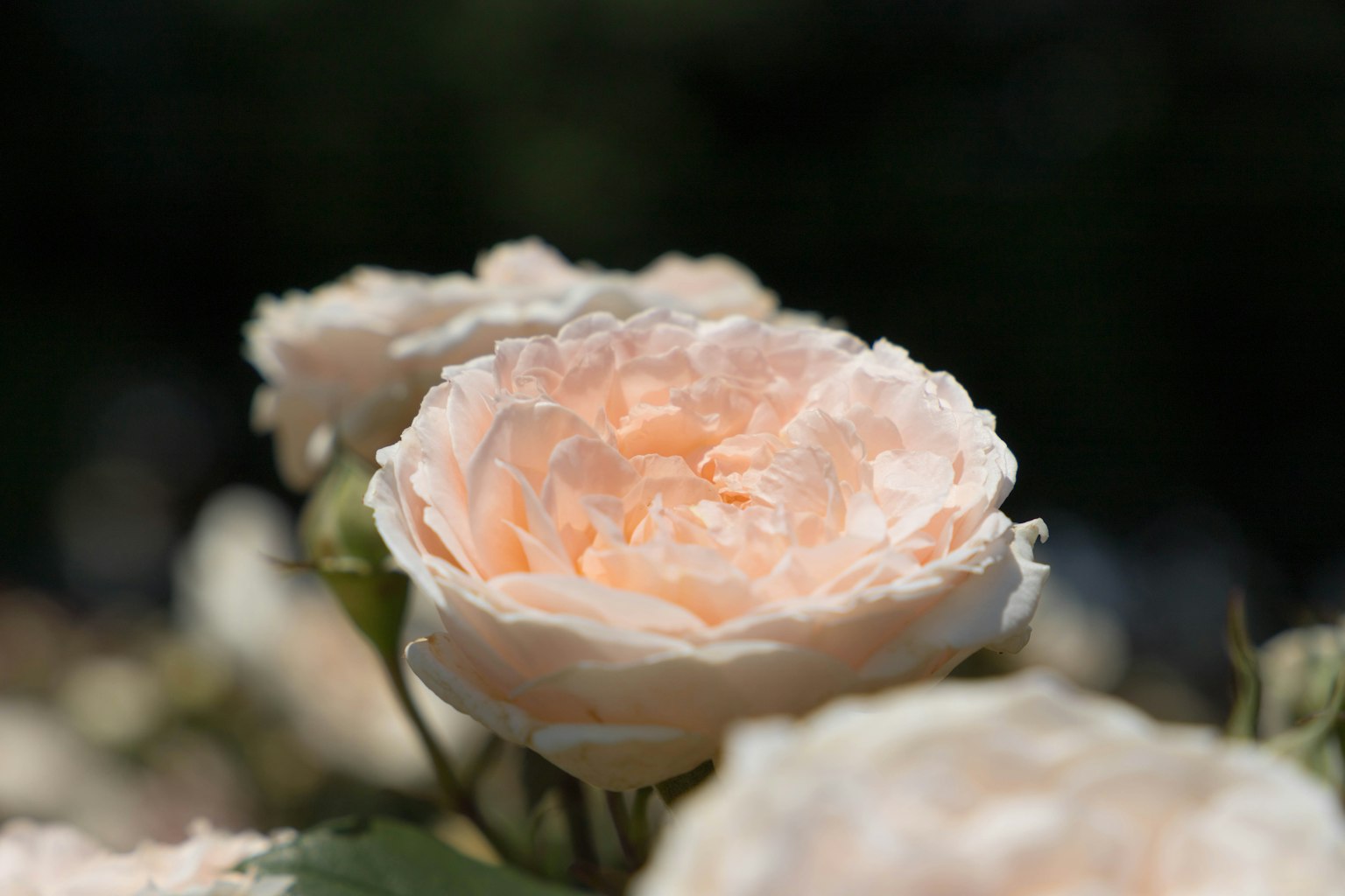 Nahaufnahme eines blühenden hellrosa Rosenblatts