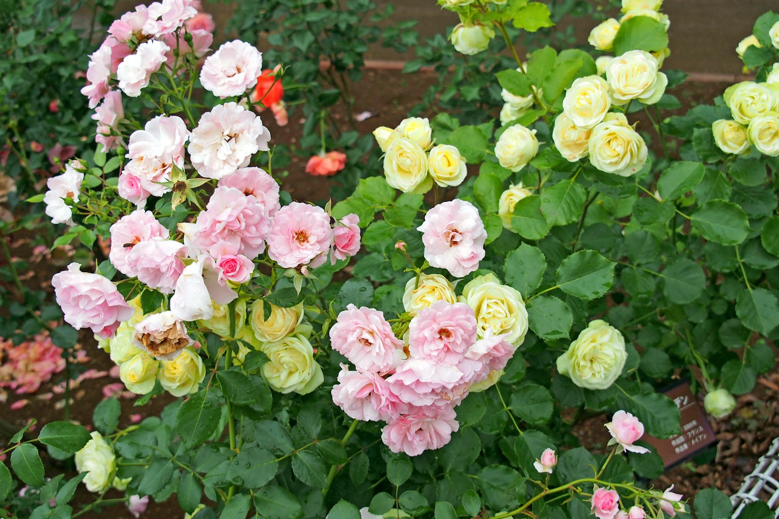A garden scene with blooming pink and yellow roses