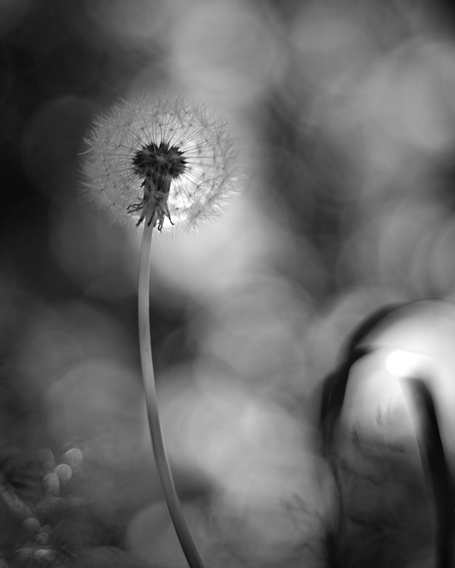 Cabeza de diente de león con fondo borroso en blanco y negro