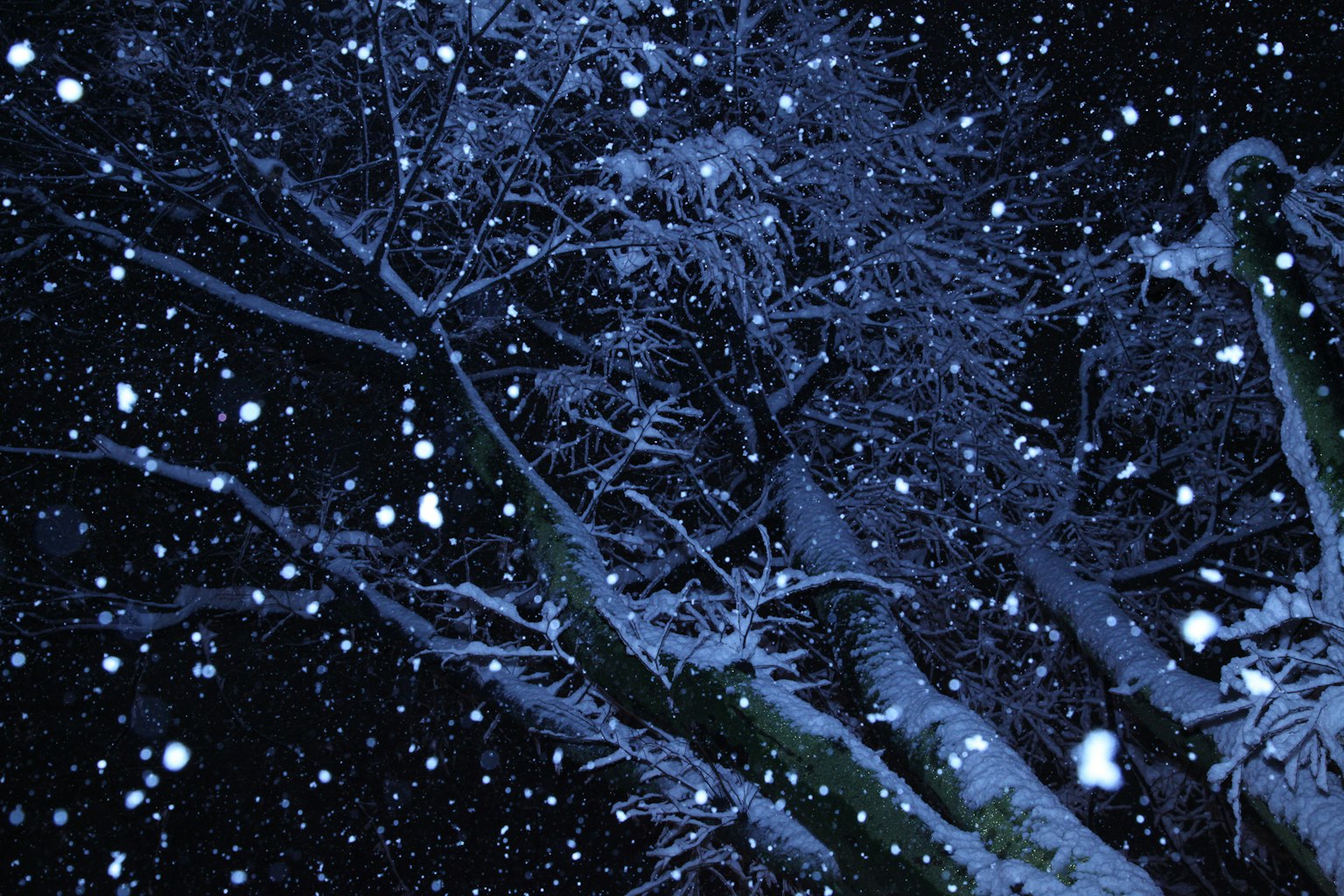 Snow falling at night with blue silhouettes of trees