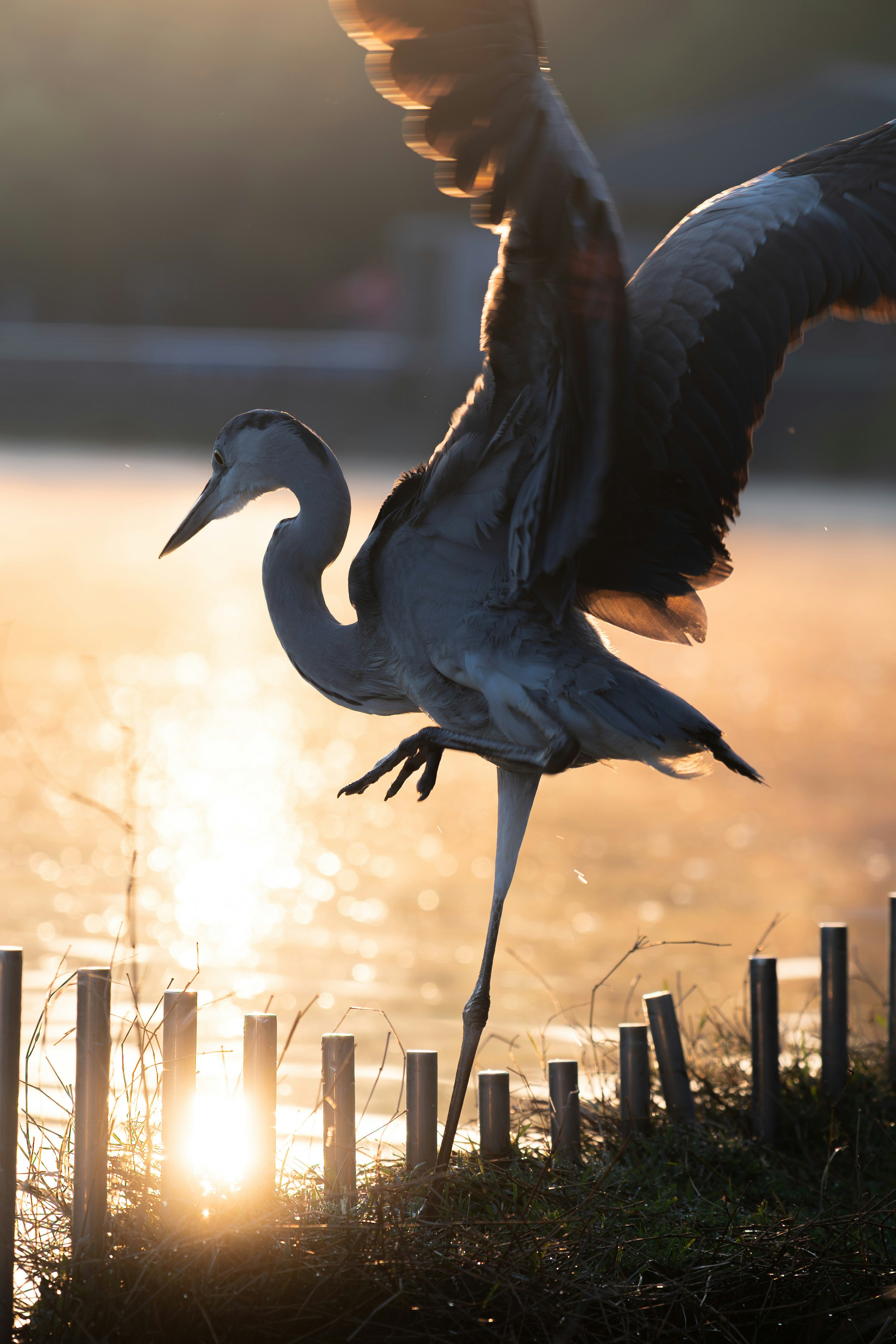 夕日に照らされた草地の上を歩く鳥のシルエット