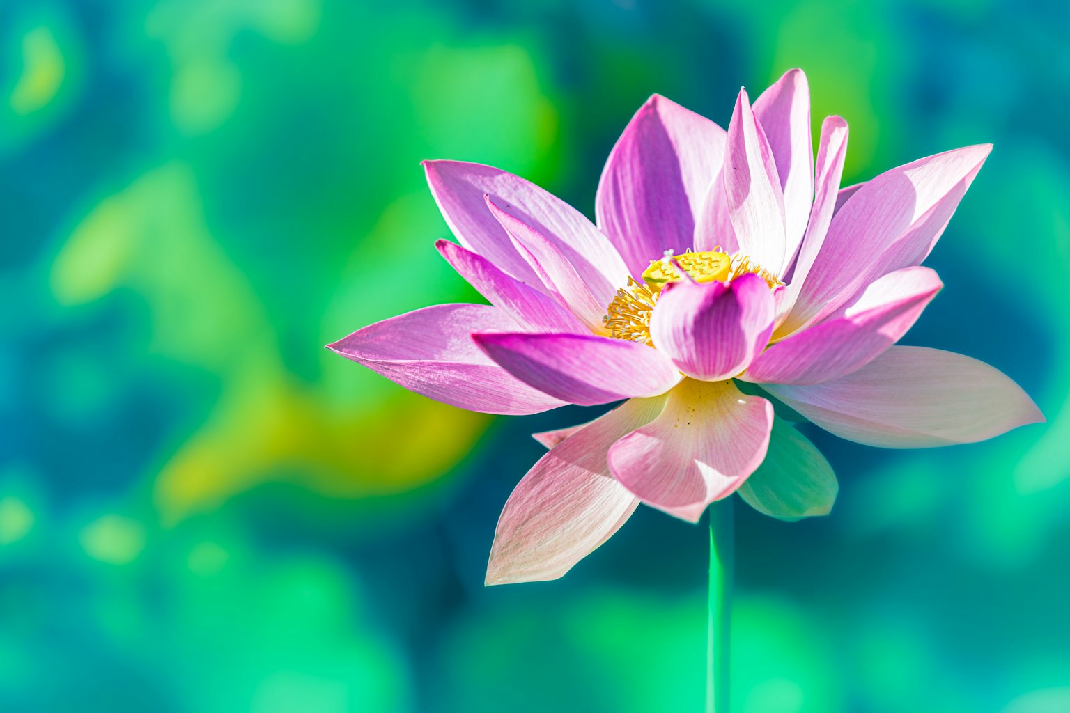 A vibrant pink lotus flower blooming against a turquoise background