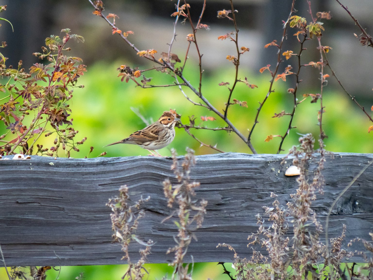A bird perched on a wooden fence surrounded by greenery
