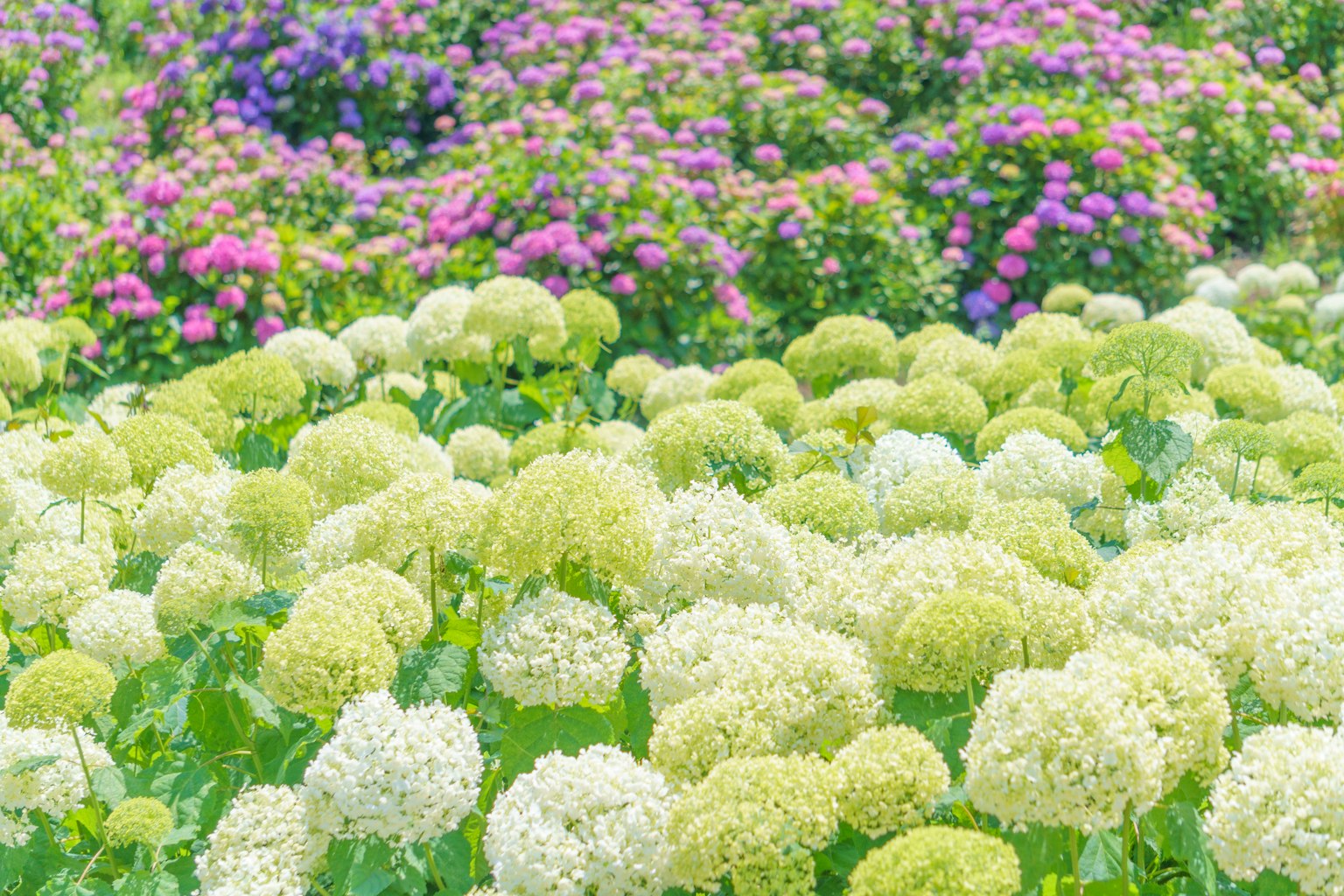 ทุ่งดอกไม้สีเขียวและขาวพร้อมดอกไม้หลากสีสันในพื้นหลัง