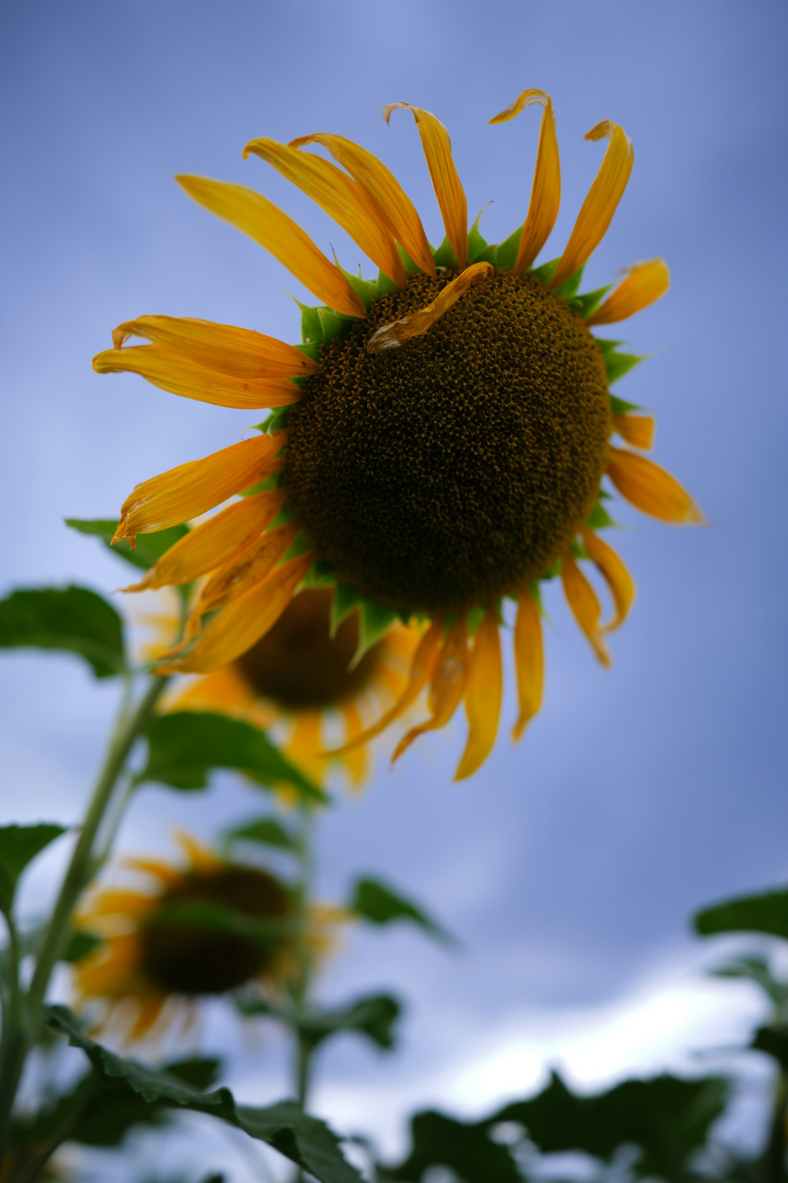 Photo en gros plan de tournesols sous un ciel bleu