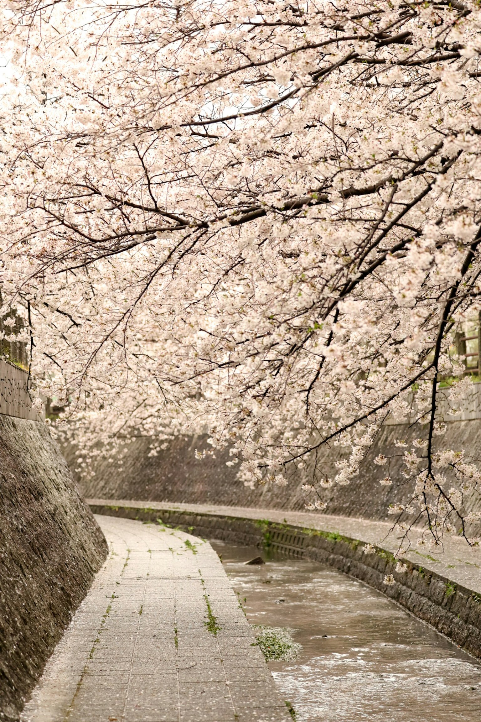 Sentiero panoramico fiancheggiato da alberi di ciliegio in fiore