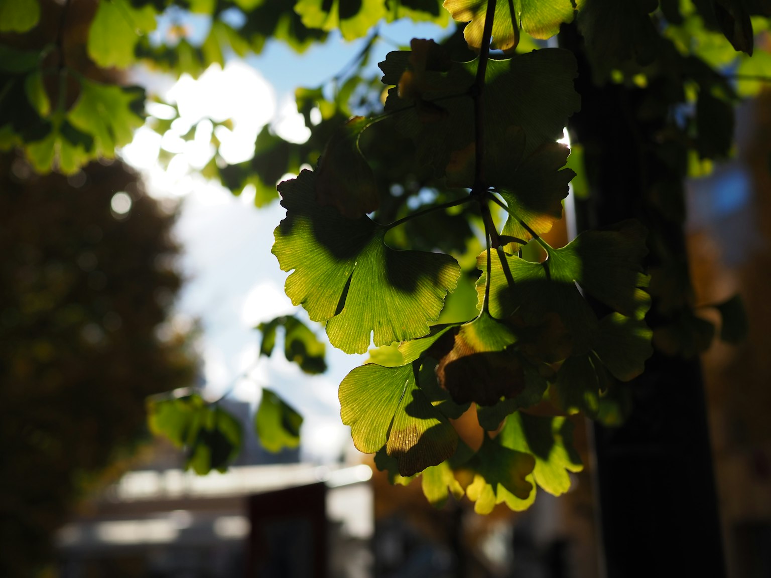 Hojas verdes iluminadas por la luz solar en un fondo desenfocado