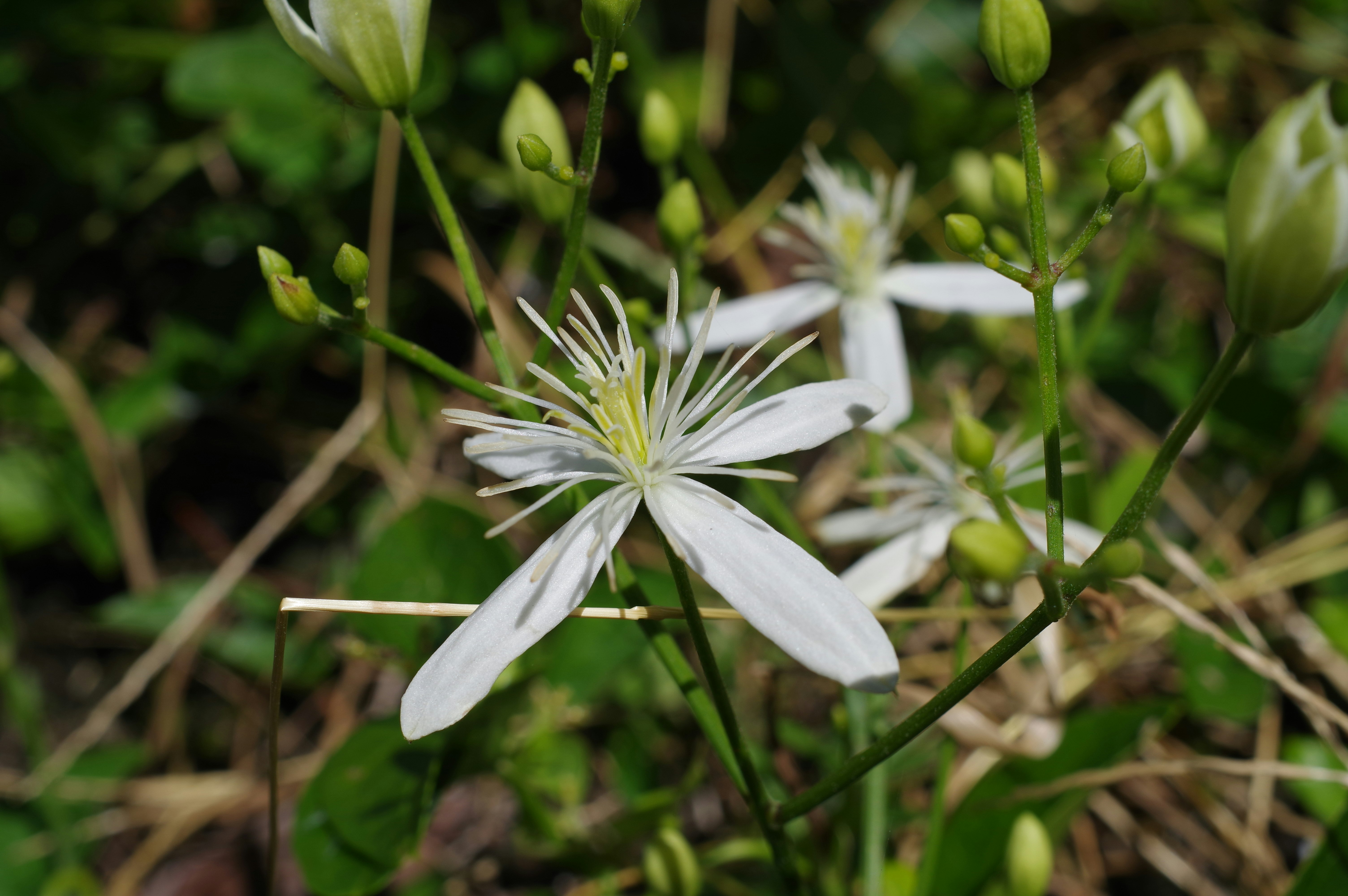 Nahaufnahme einer weißen Blume im Gras