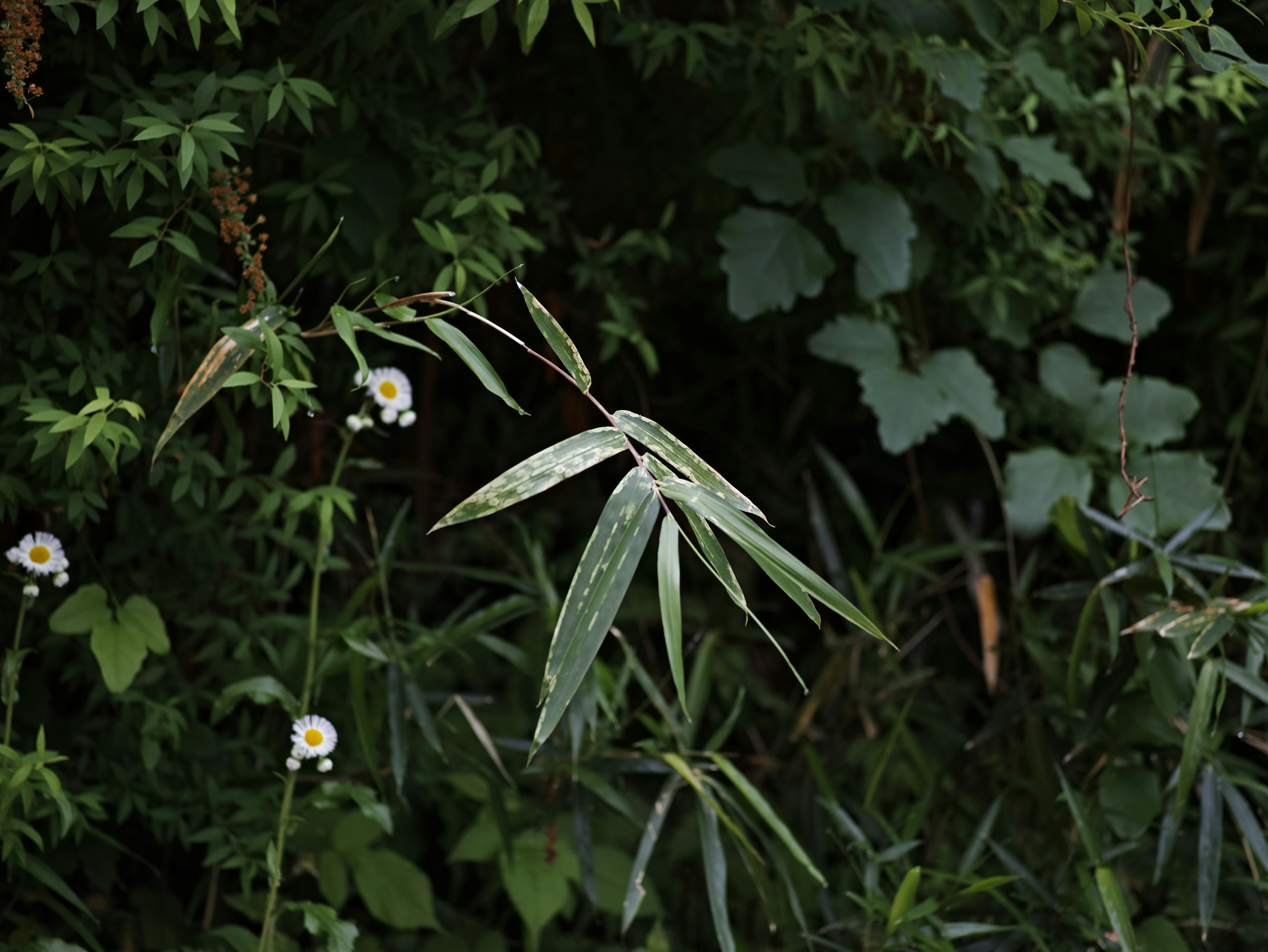 草花の間に伸びる細い葉と小さな花のある自然の一角