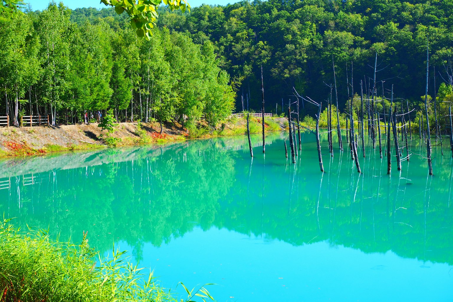 Danau tenang dengan air turquoise dan pohon mati yang memantul