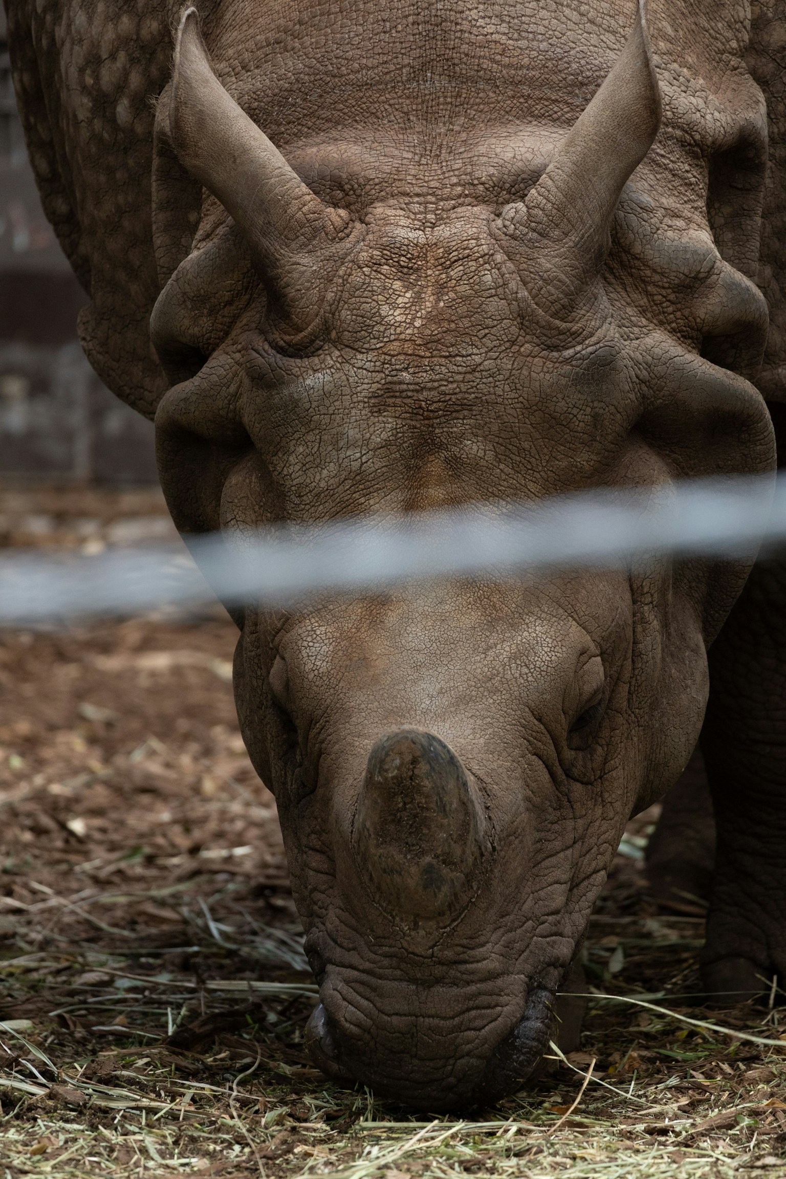 Close-up of a rhinoceros grazing