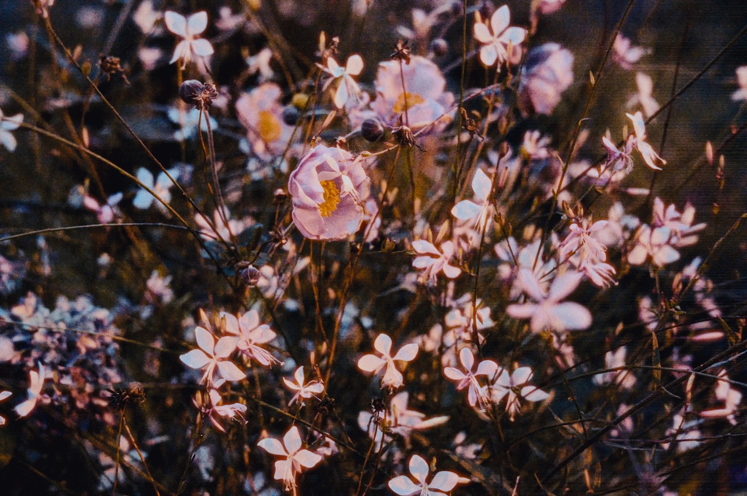 A vibrant display of flowers featuring pink and white blossoms