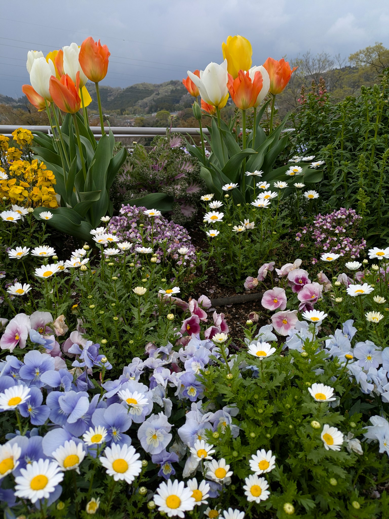 Lebendige Blumengarten-Szene mit gelben und orangefarbenen Tulpen neben weißen Gänseblümchen und lila Stiefmütterchen