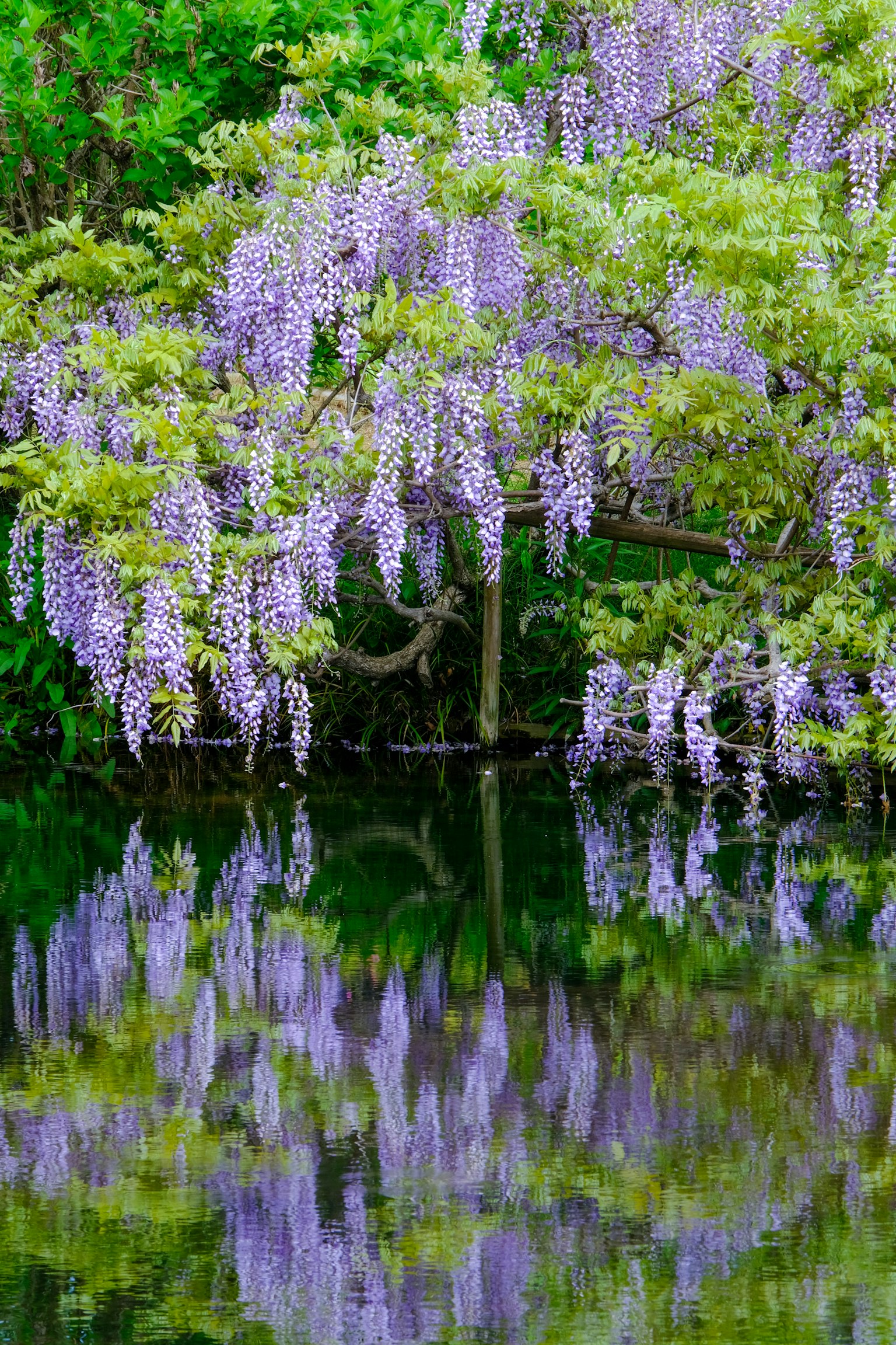 Pemandangan indah bunga wisteria ungu yang terpantul di atas air