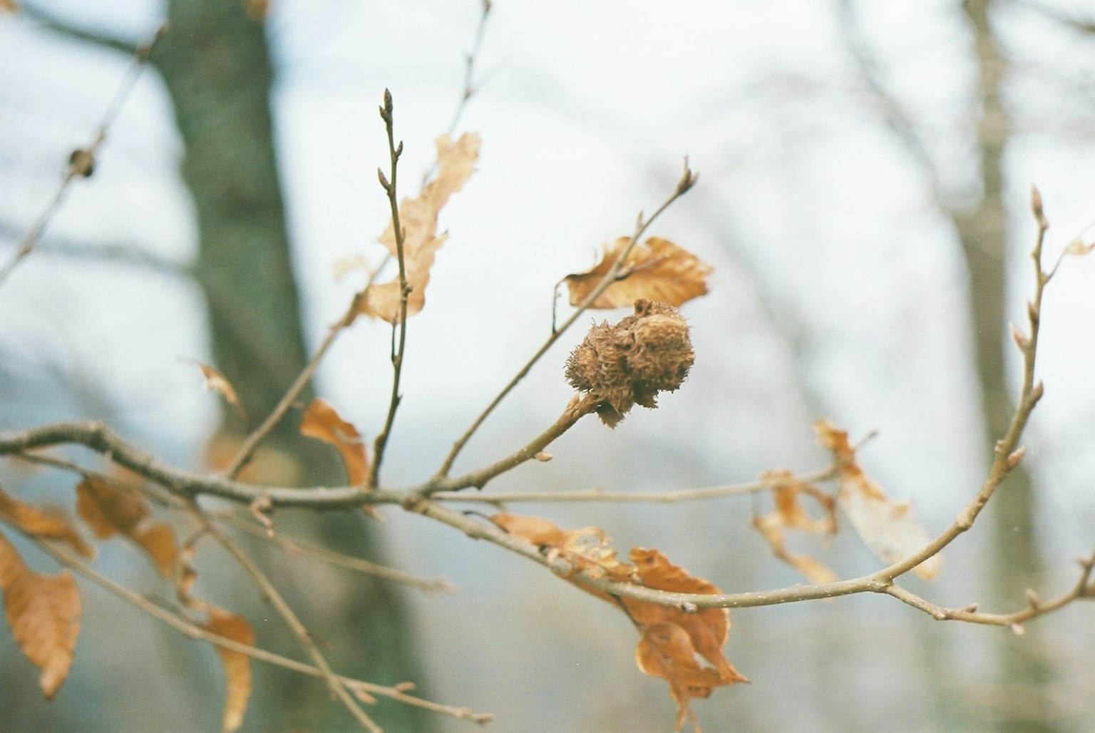 Primo piano di un ramo d'albero con foglie secche e un piccolo frutto