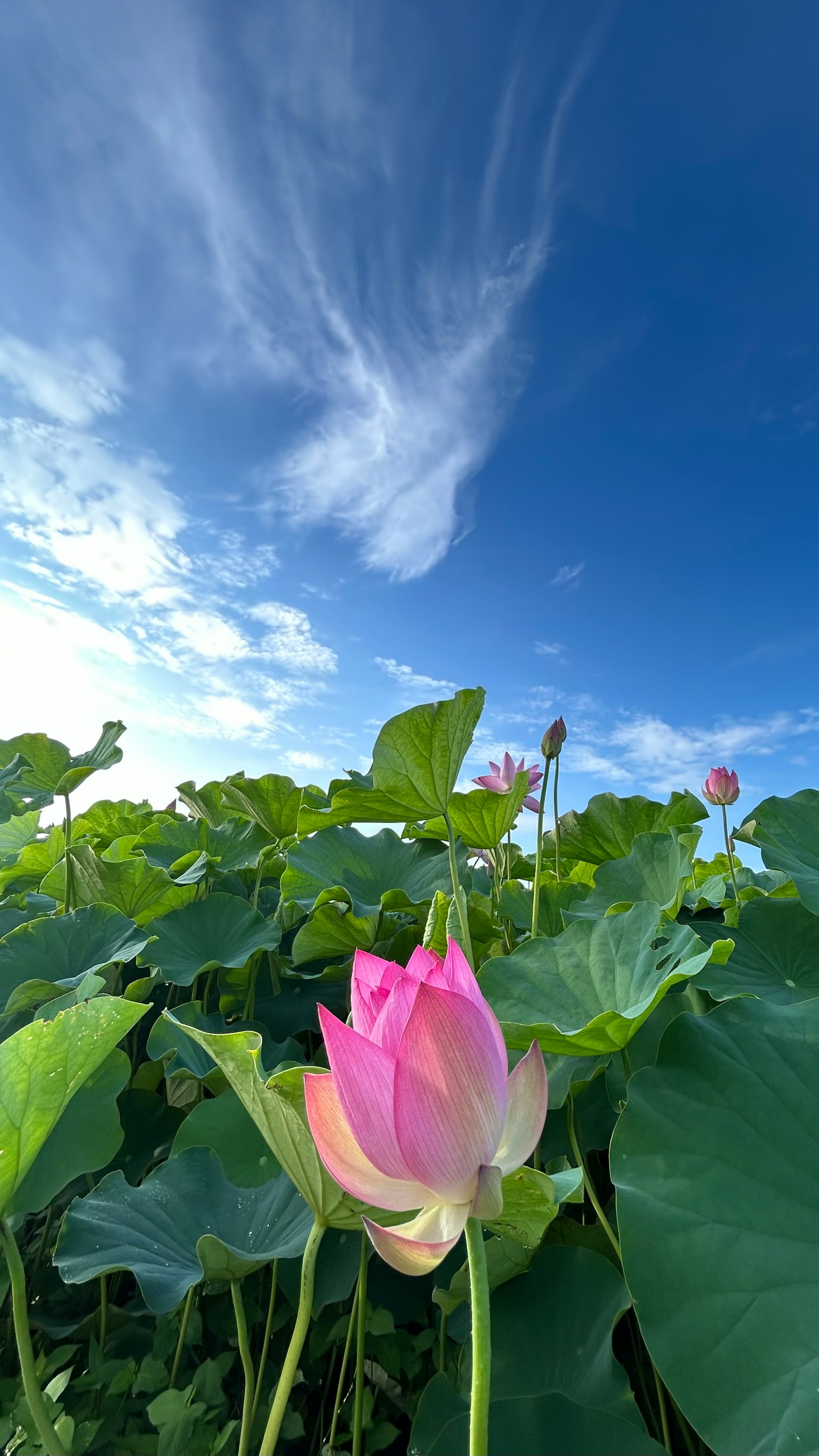 在藍天和綠色葉子下盛開的蓮花