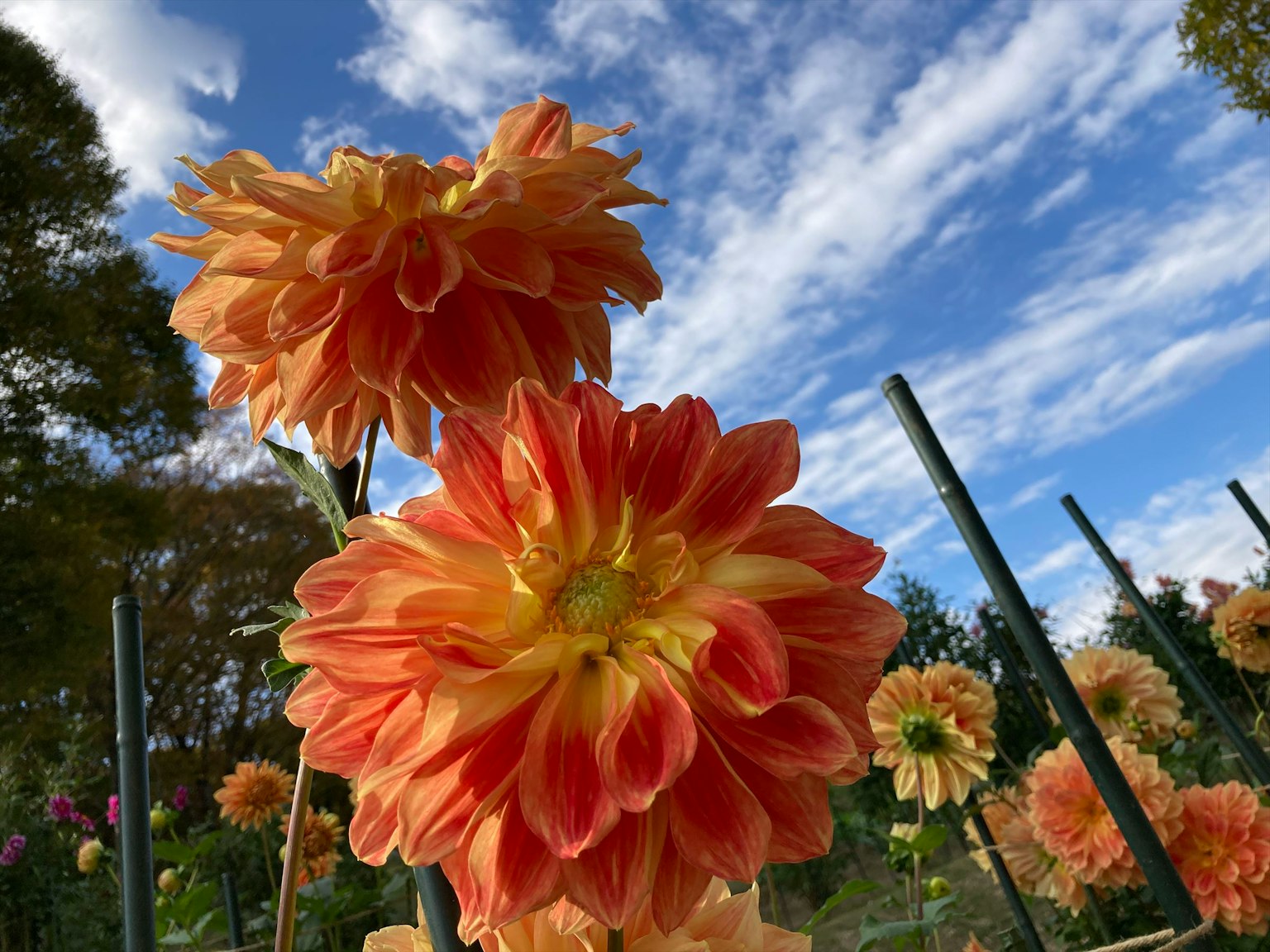 Grandes fleurs de dahlias orange fleurissant sous un ciel bleu