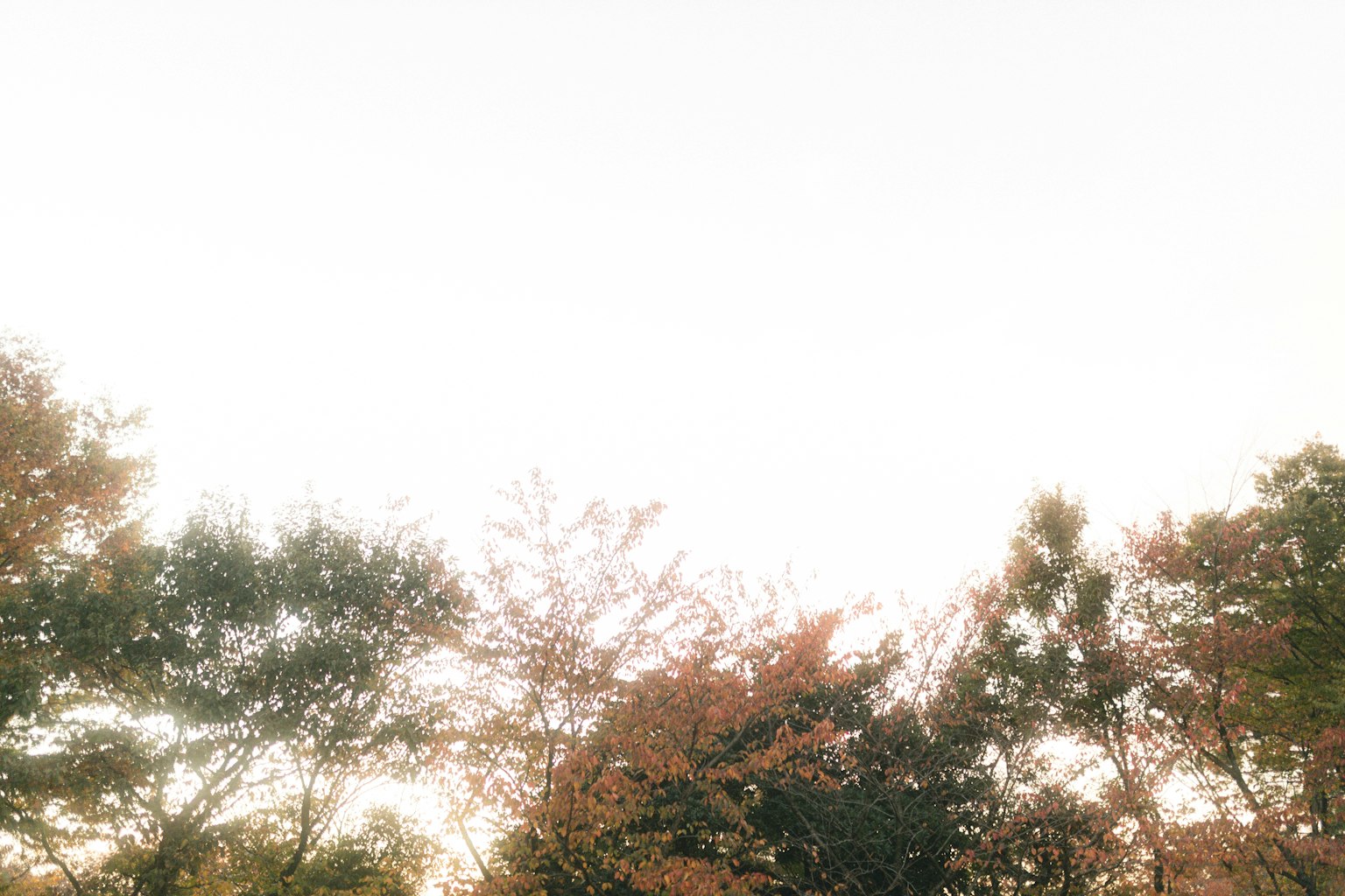 Landscape of trees with autumn foliage
