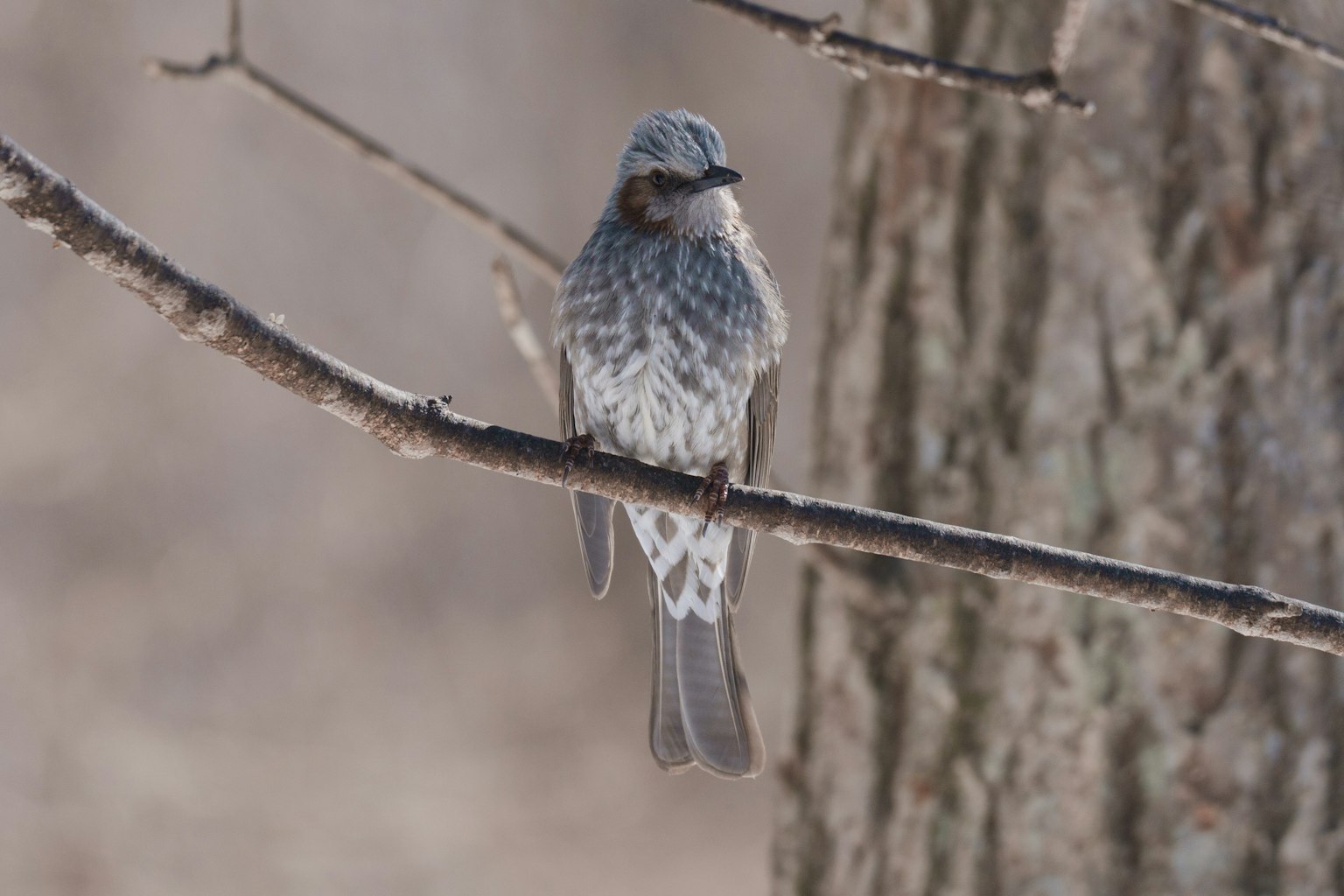 Image d'un oiseau gris perché sur une branche d'arbre