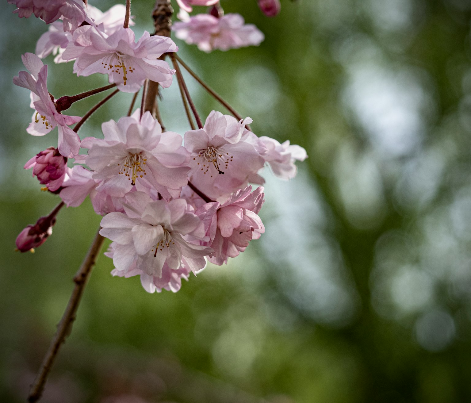 Delicate pink cherry blossoms against a green background