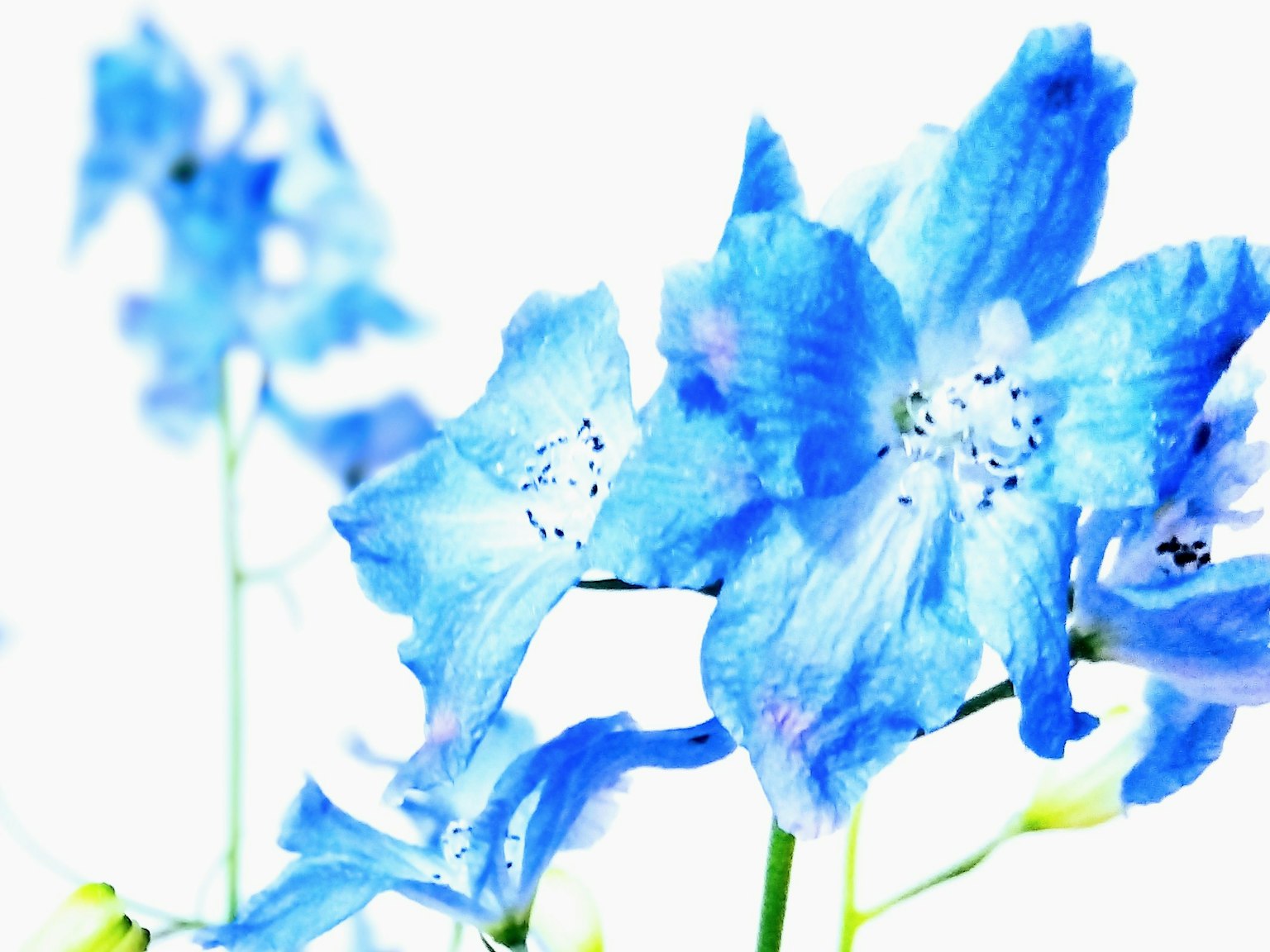 ภาพถ่ายดอกไม้สีน้ำเงินสวยงามบนพื้นหลังสีขาว