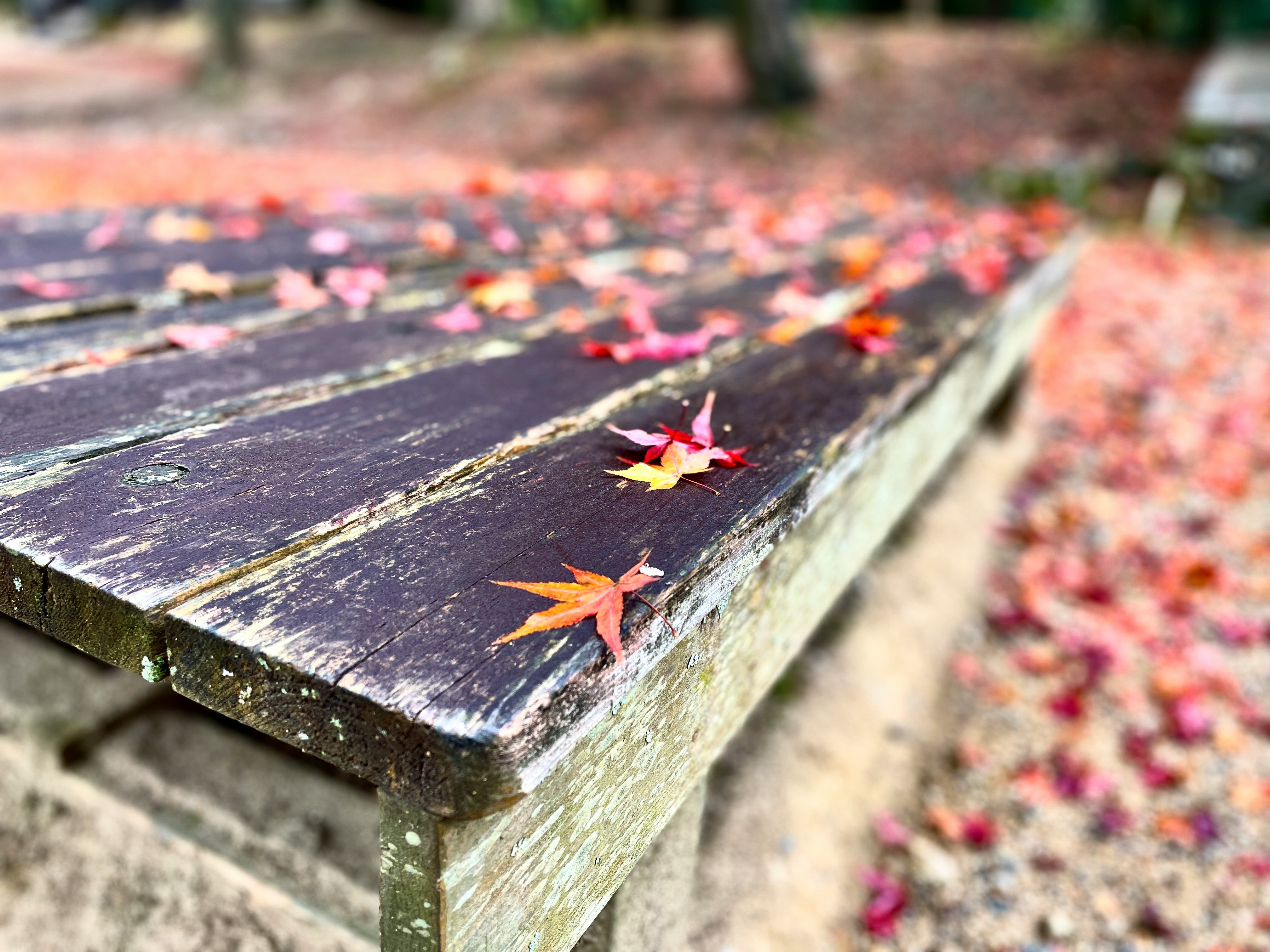 色づいた紅葉の葉が並ぶ石畳の小道