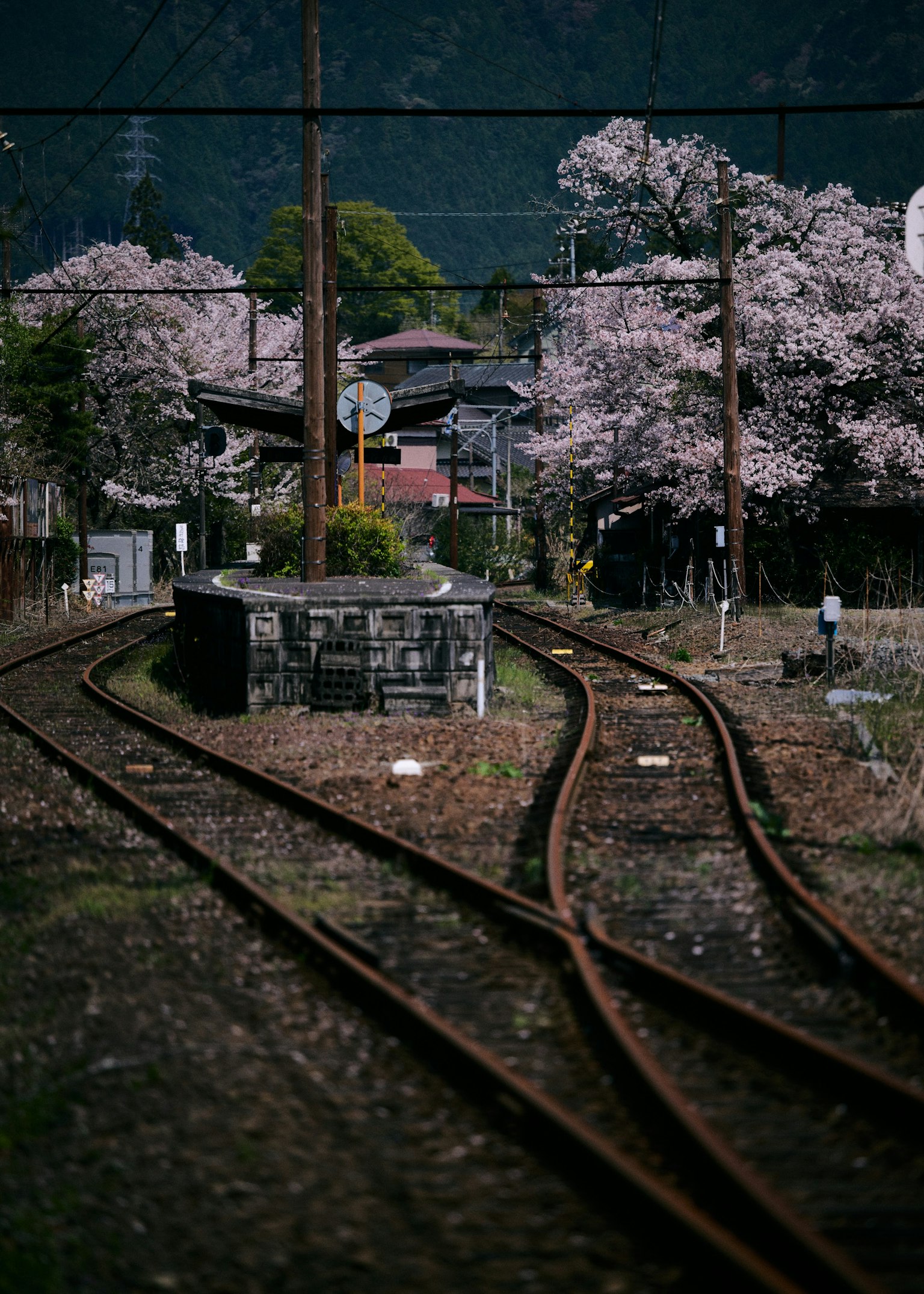 樱花树和弯曲轨道的铁路风景