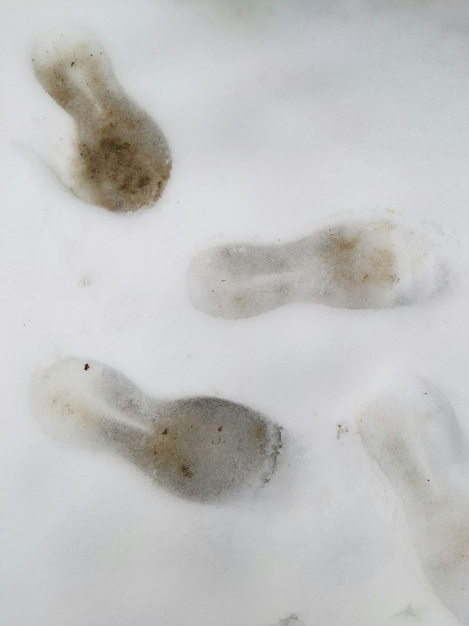 Close-up of footprints in the snow