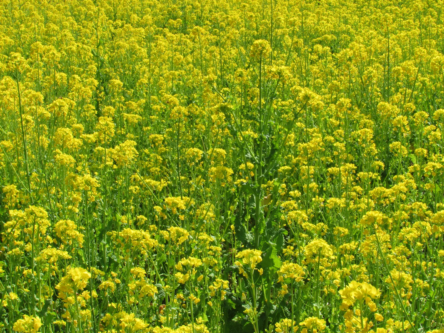 Vasto campo di fiori gialli in fiore