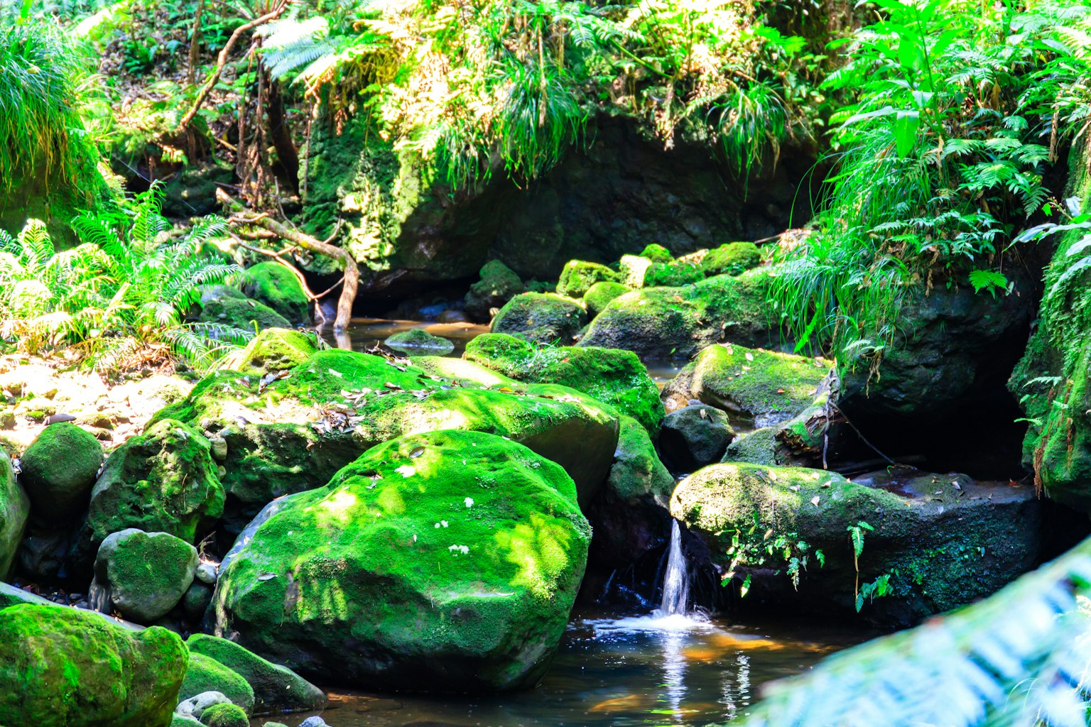 Rochers verts luxuriants et ruisseau dans une forêt beauté naturelle