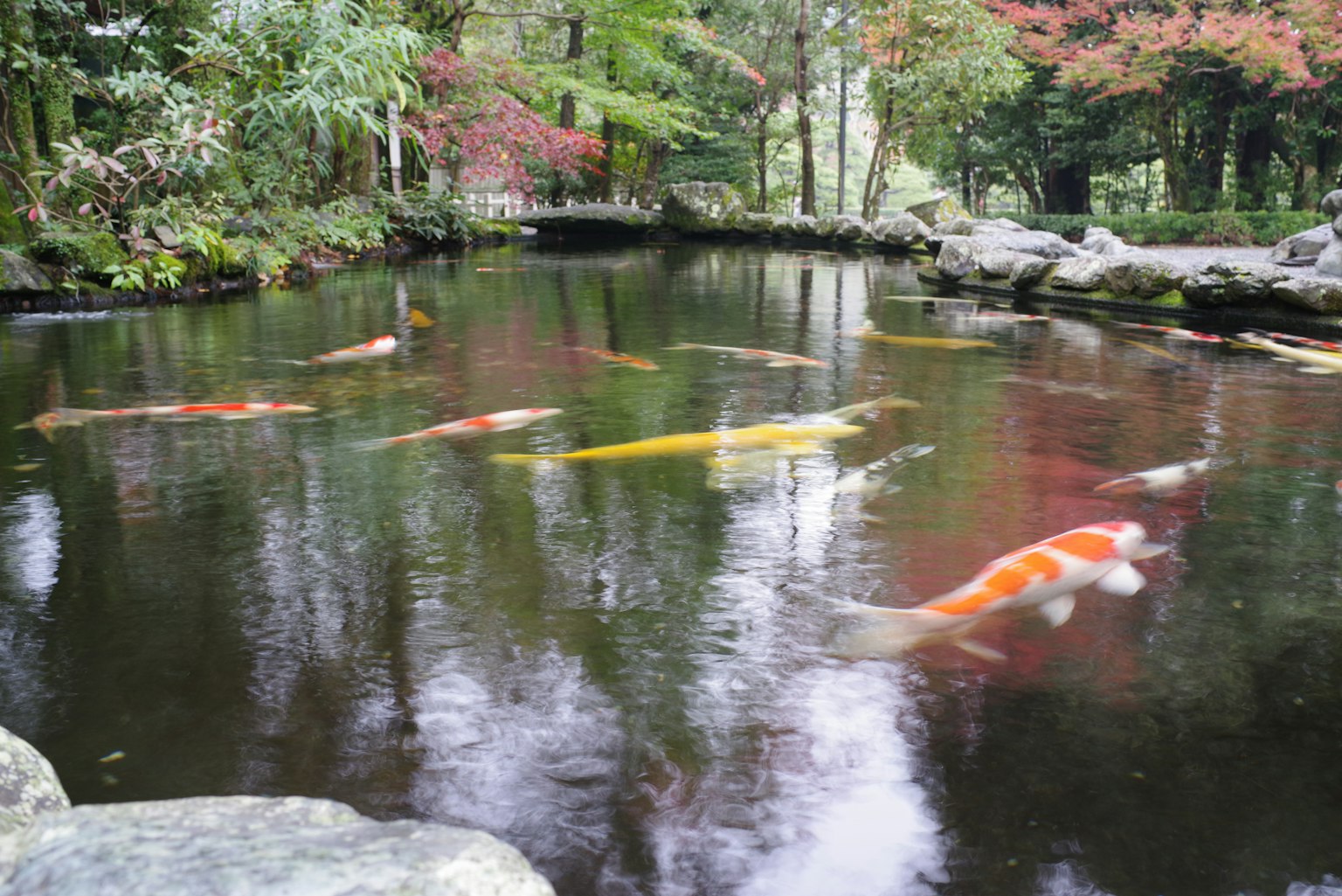Colorful koi fish swimming in a serene pond surrounded by lush greenery