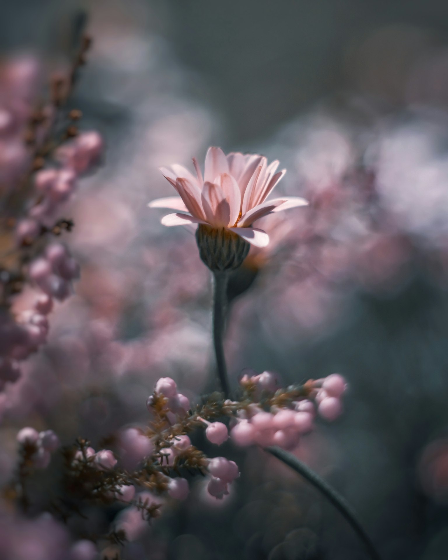 Beautiful image of a soft pink flower with a blurred background