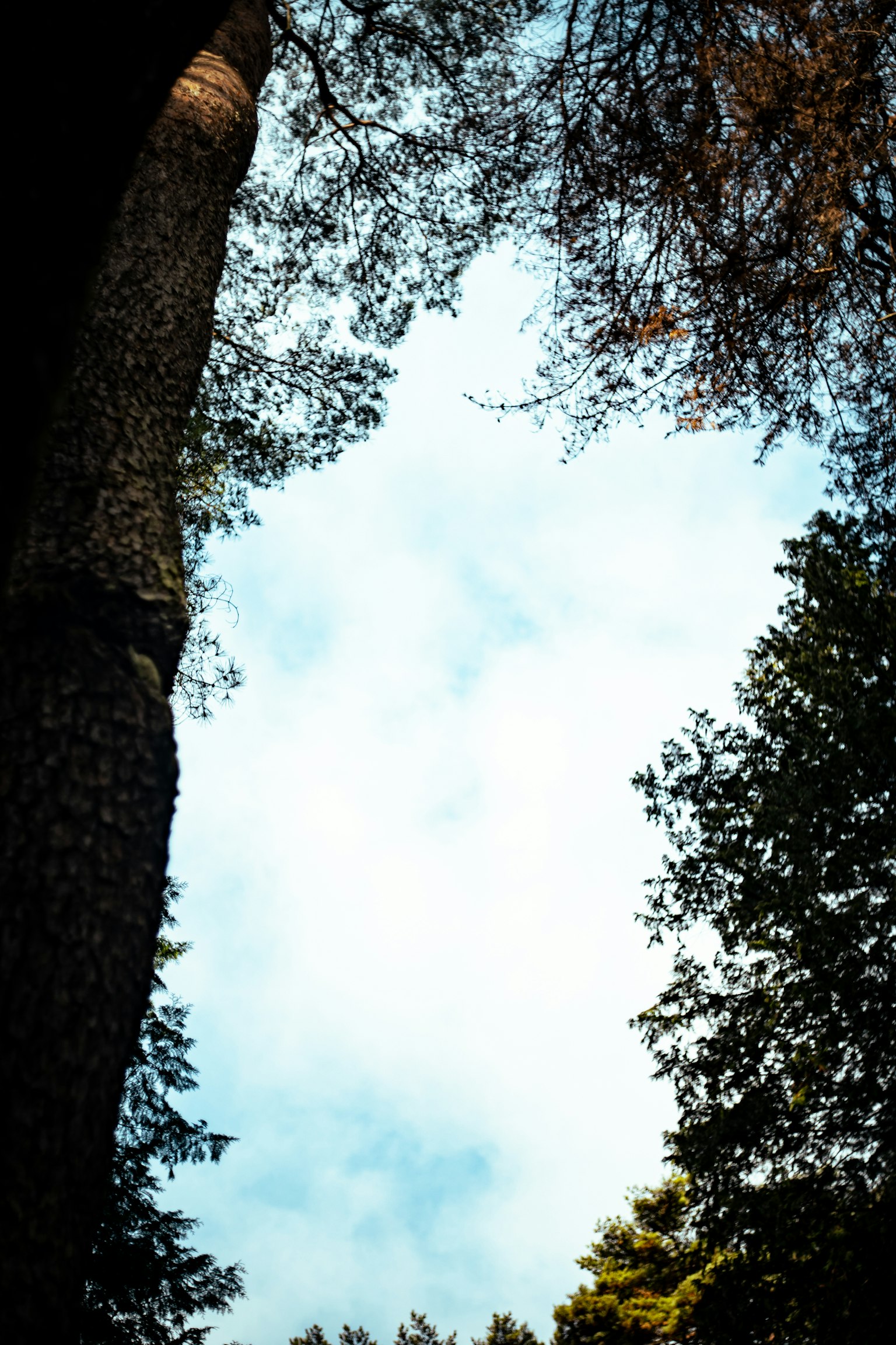 View of blue sky framed by tree silhouettes
