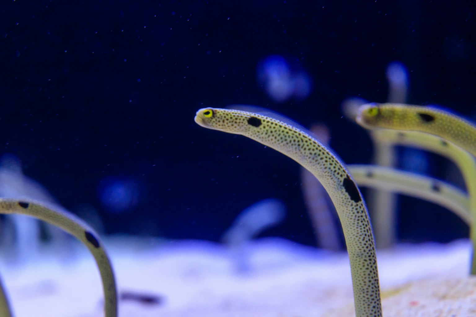 小鱼像鳗鱼一样从水族箱的沙子中探出头来