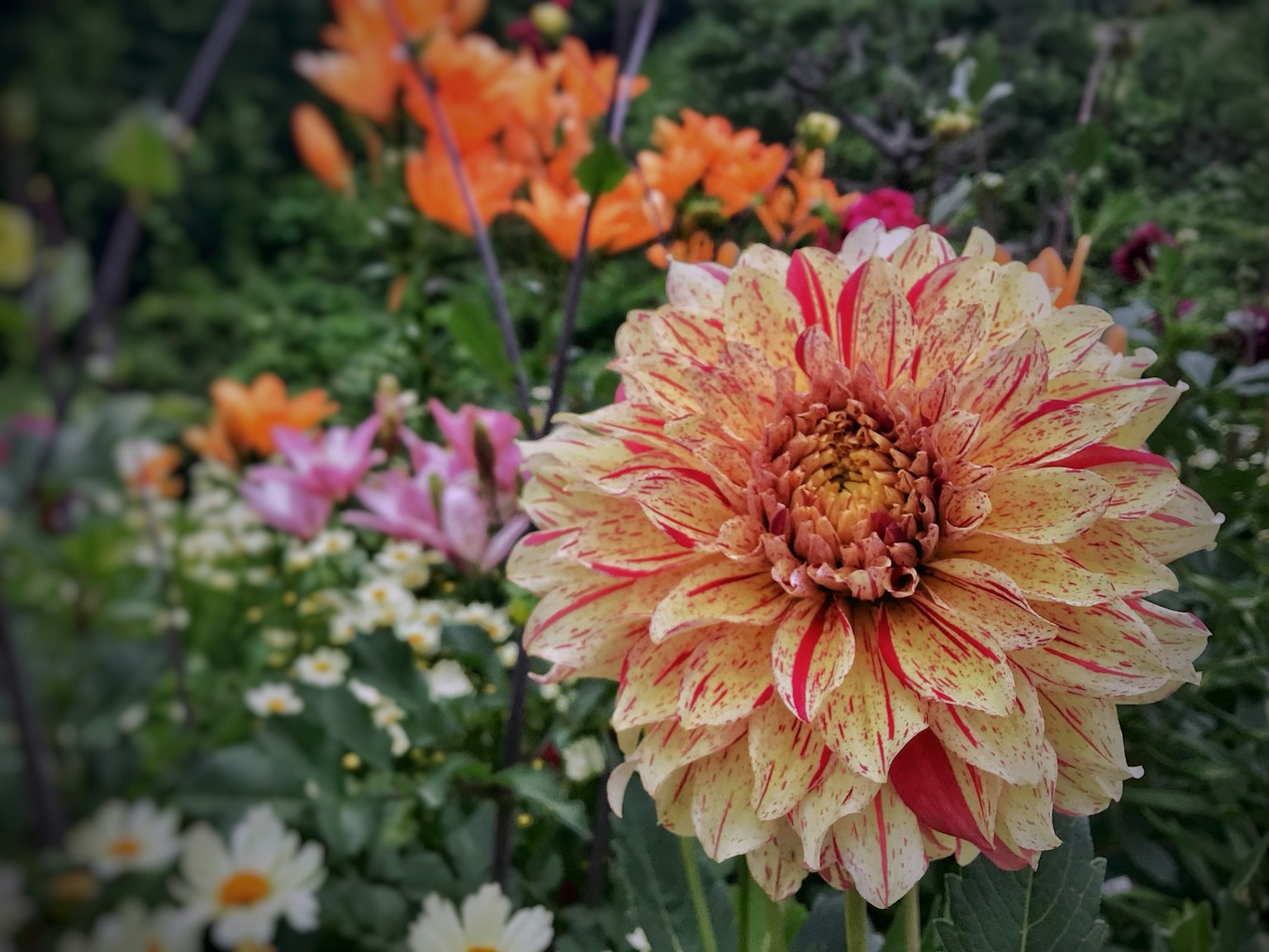 Hoa dahlia lớn nở giữa những bông hoa nhiều màu sắc