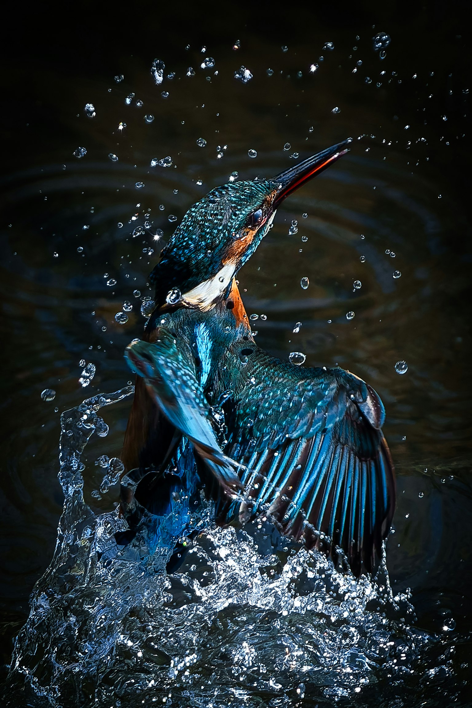 Un vivace martin pescatore che spruzza nell'acqua