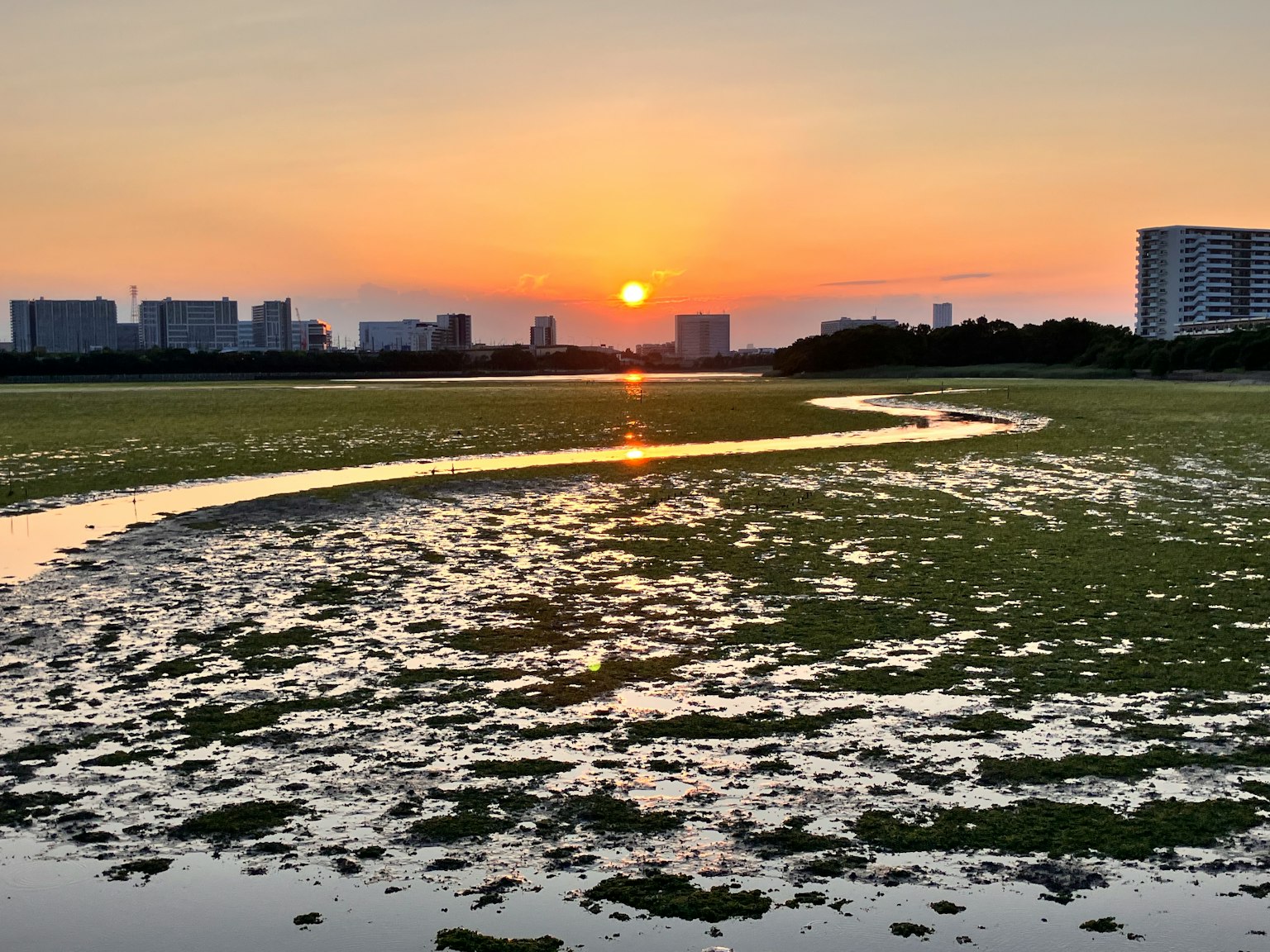 Pemandangan lahan basah saat matahari terbenam dengan rumput hijau dan aliran air berkelok-kelok gedung tinggi di latar belakang