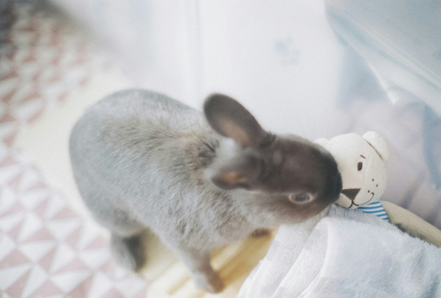 Grauer Hase nähert sich einem Plüschbären
