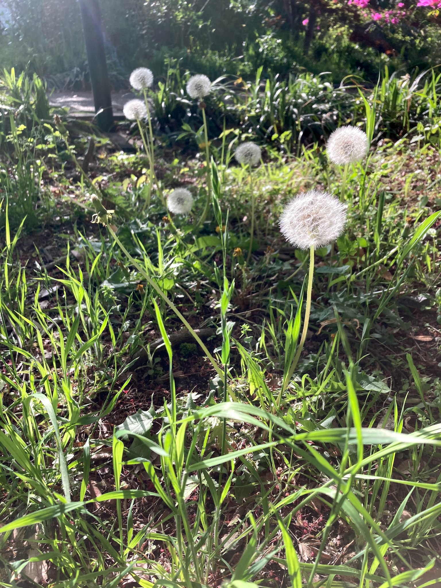 Sekelompok kepala biji dandelion putih di taman hijau subur di bawah langit biru