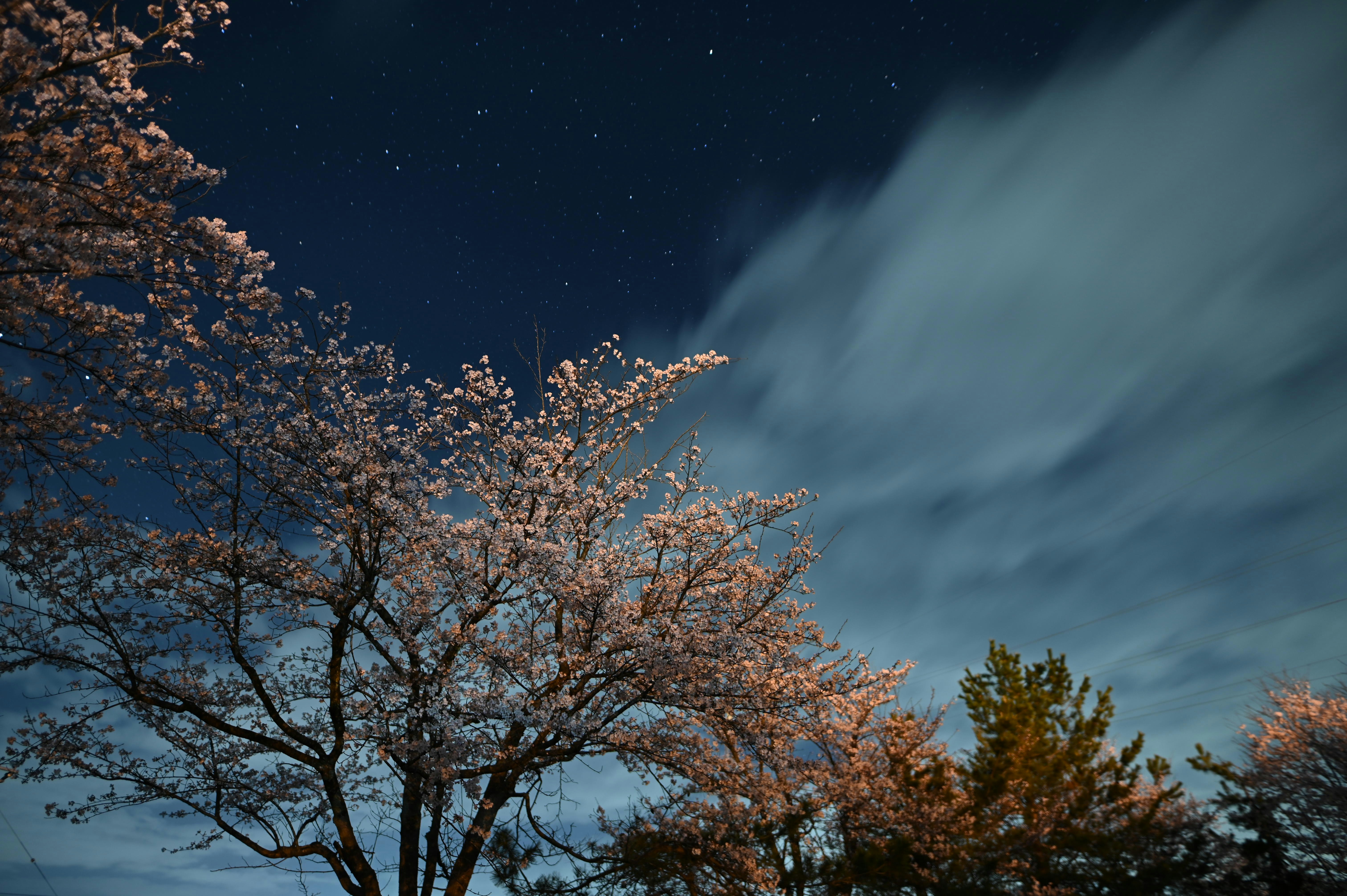 夜空の下で咲く桜の木々と流れる雲の光景