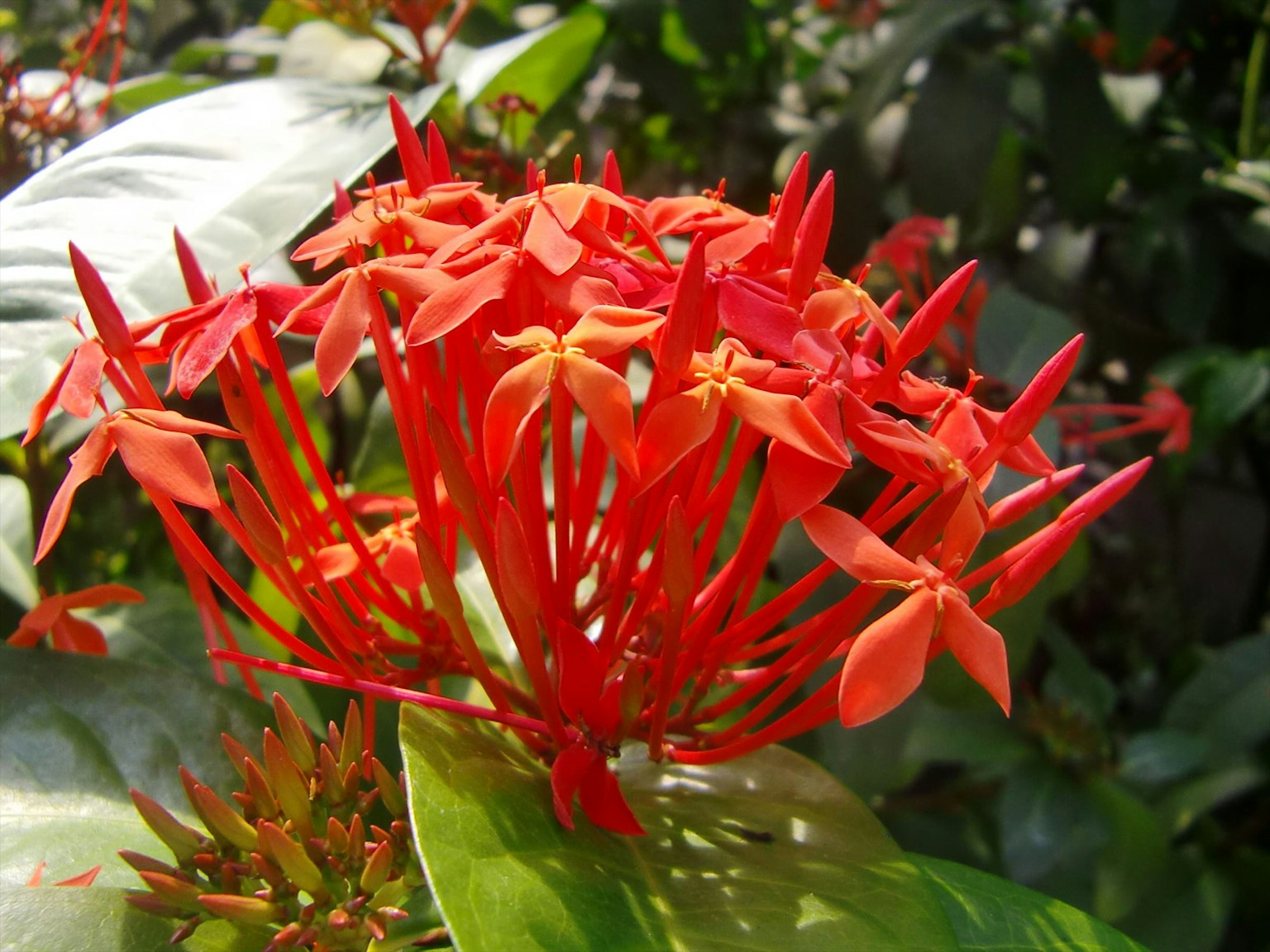 Massa di fiori rossi vivaci circondata da foglie verdi