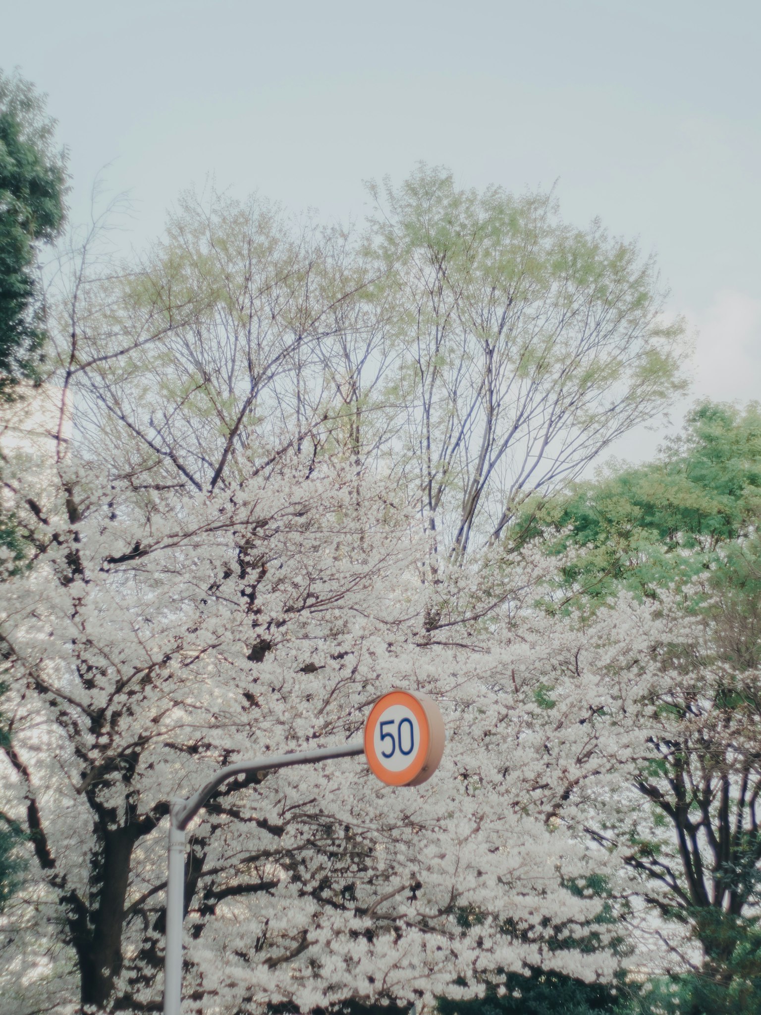 櫻花樹和限速標誌的風景
